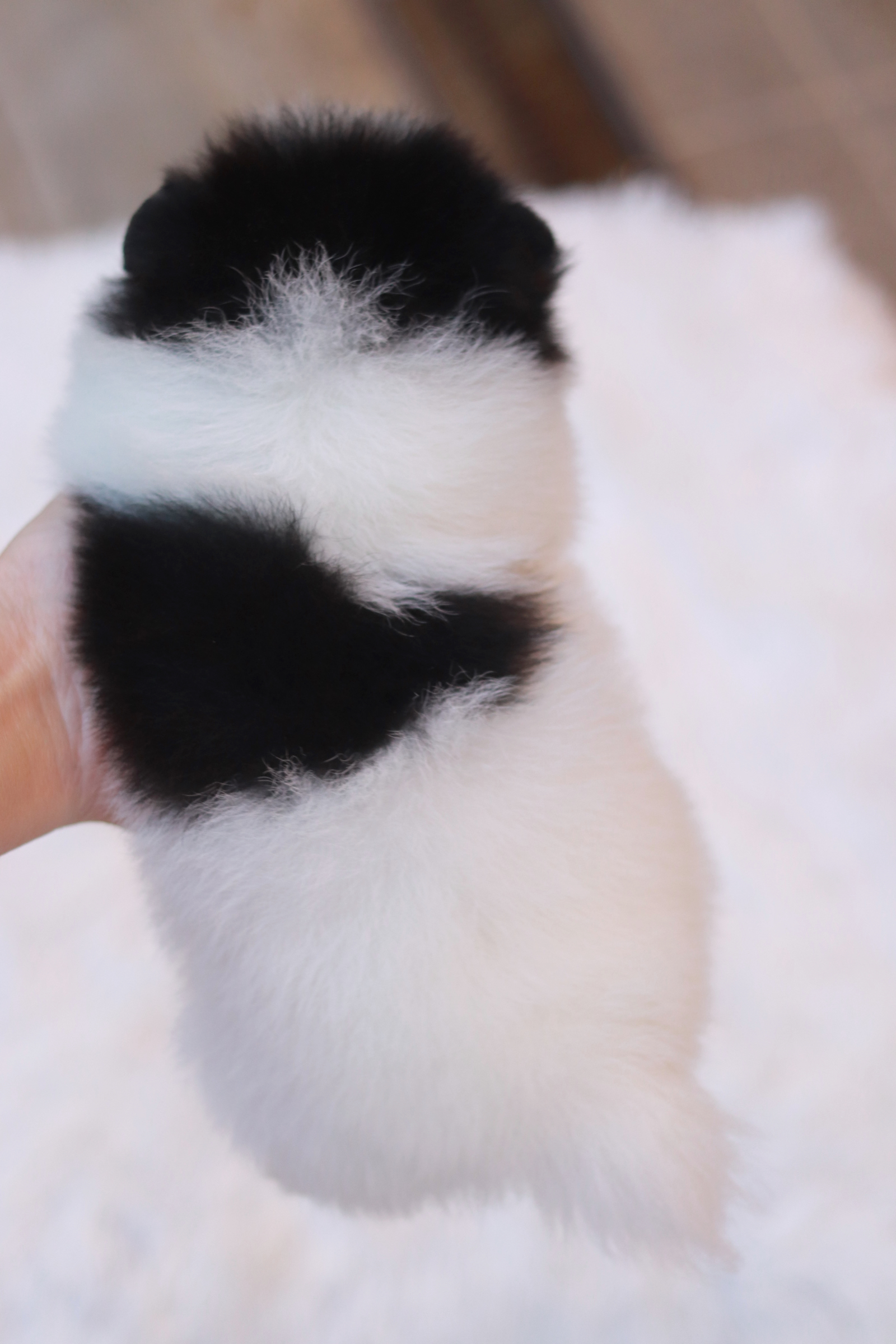 ปอมเมอเรเนียน เพศเมีย แฟนซีขาวดำ