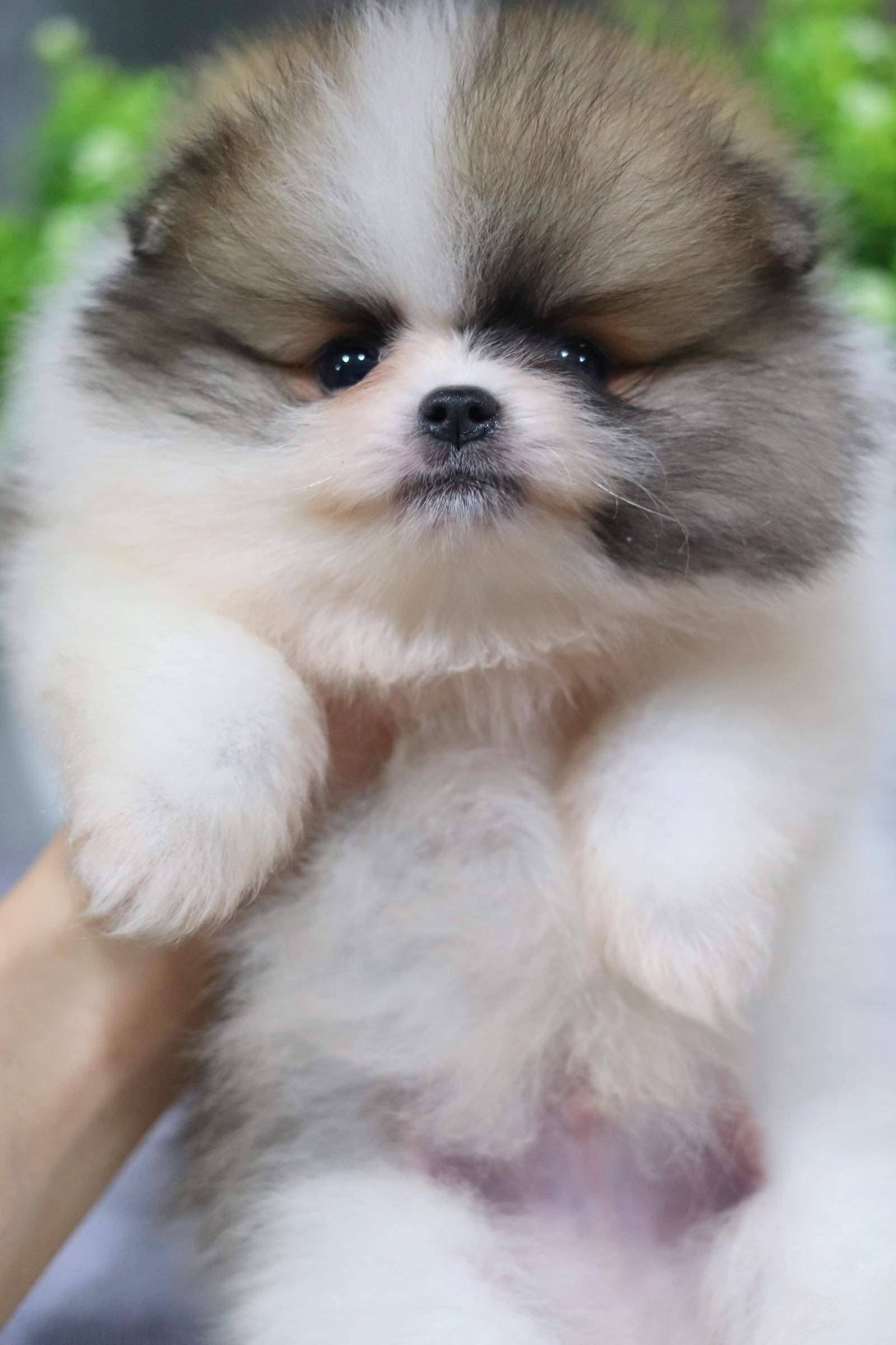 ปอมเมอเรเนียน เพศผู้