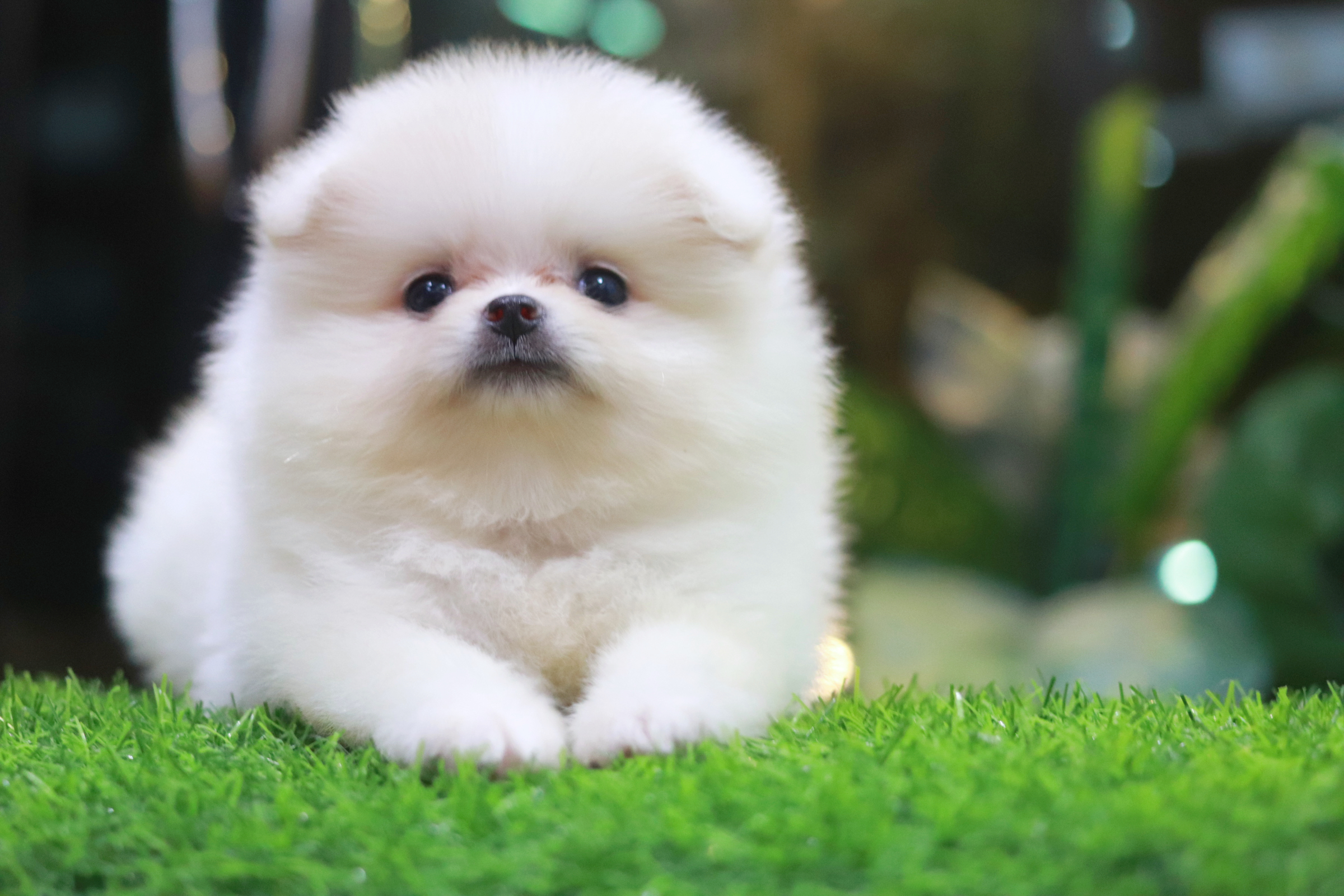 ปอมเมอเรเนียน เพศเมียสีขาว