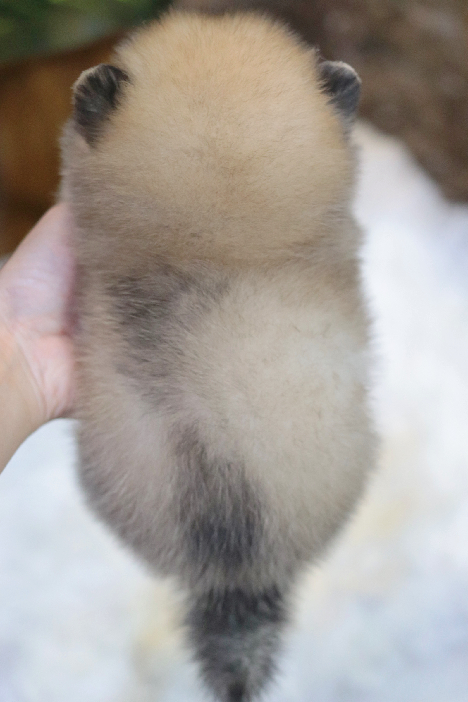 ปอมเมอเรเนียน เพศผู้สีส้ม ขนแน่นๆ ไซส์เล็ก