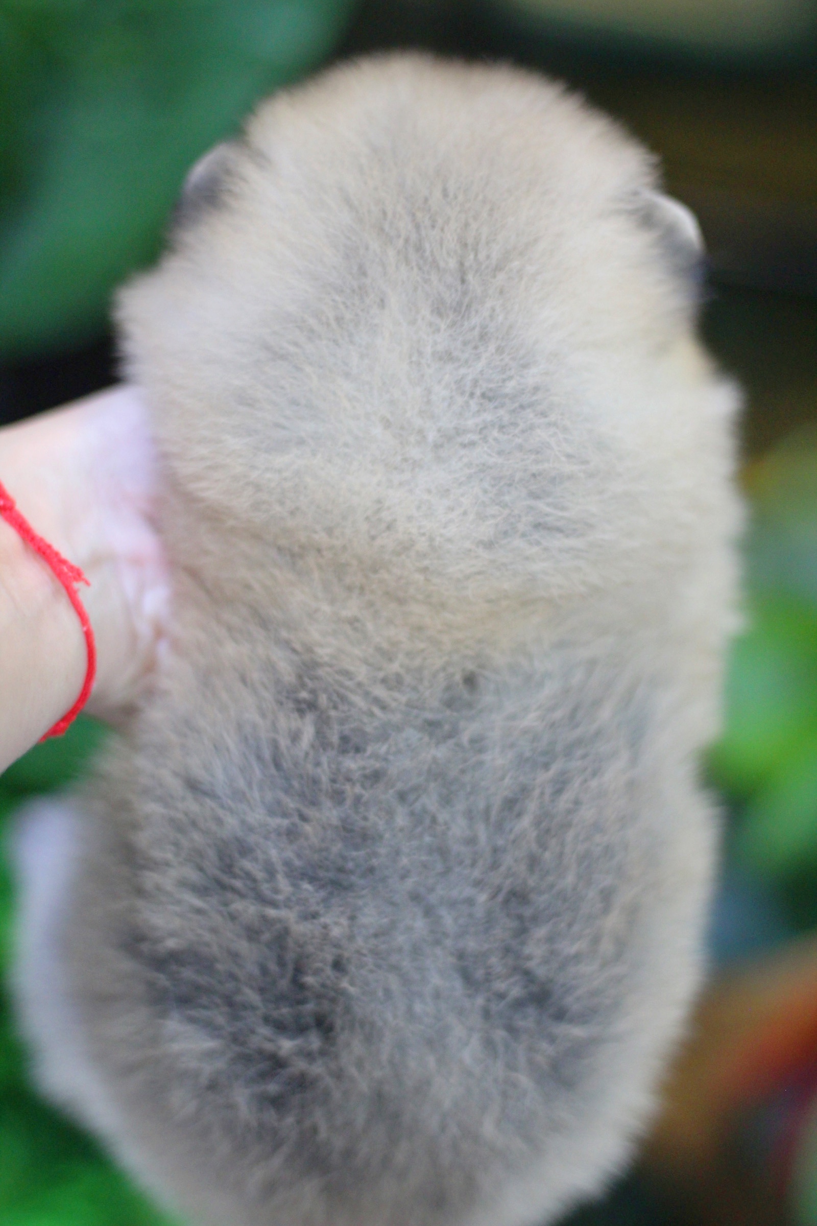 ปอมเมอเรเนียน เพศเมียสีส้ม