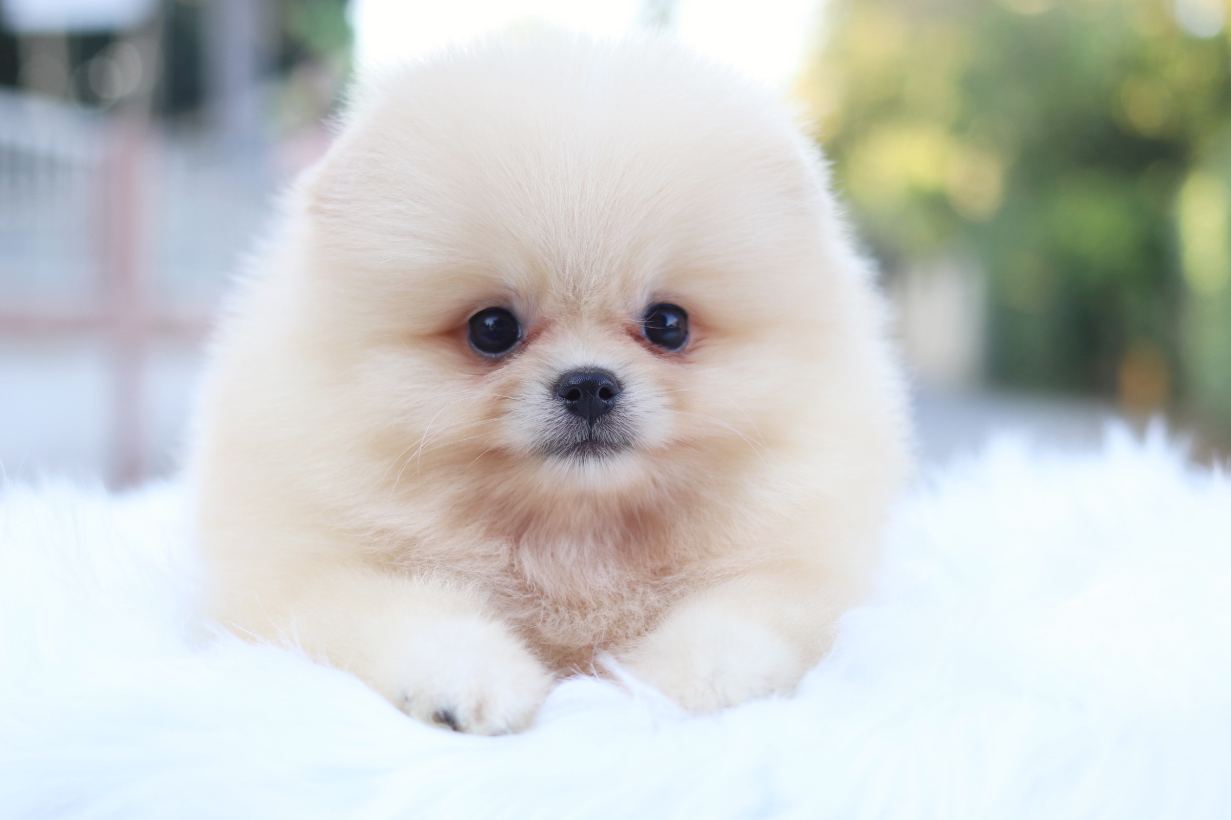 ปอมเมอเรเนียน เพศผู้ สีครีม