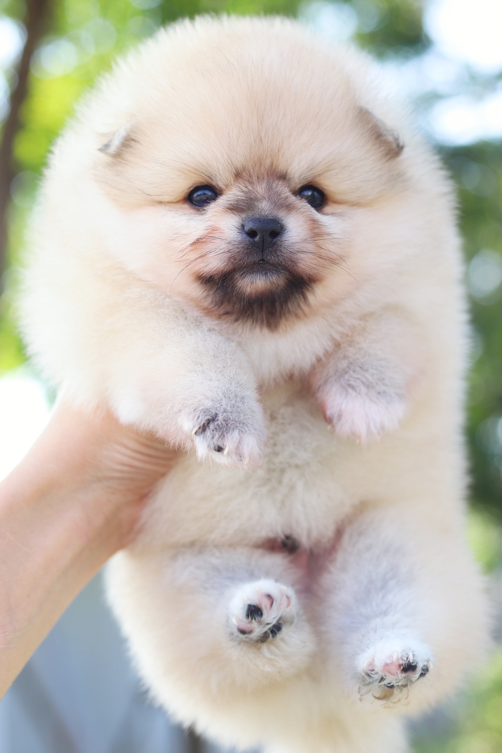 ปอมเมอเรเนียน เพศผู้สีส้ม