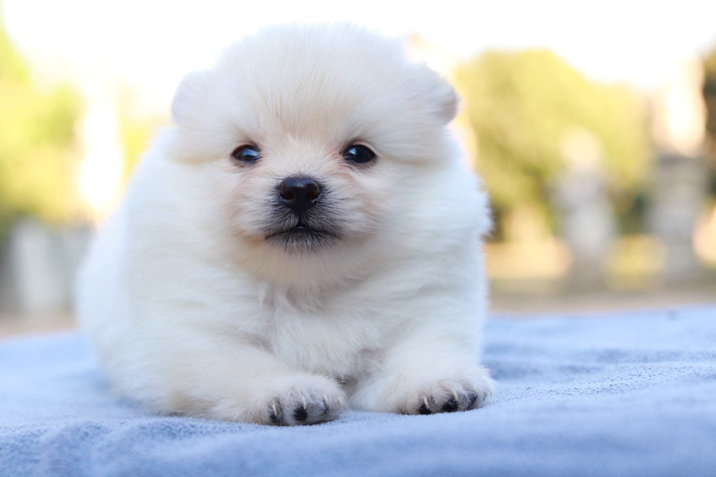 ปอมเมอเรเนียน เพศผู้