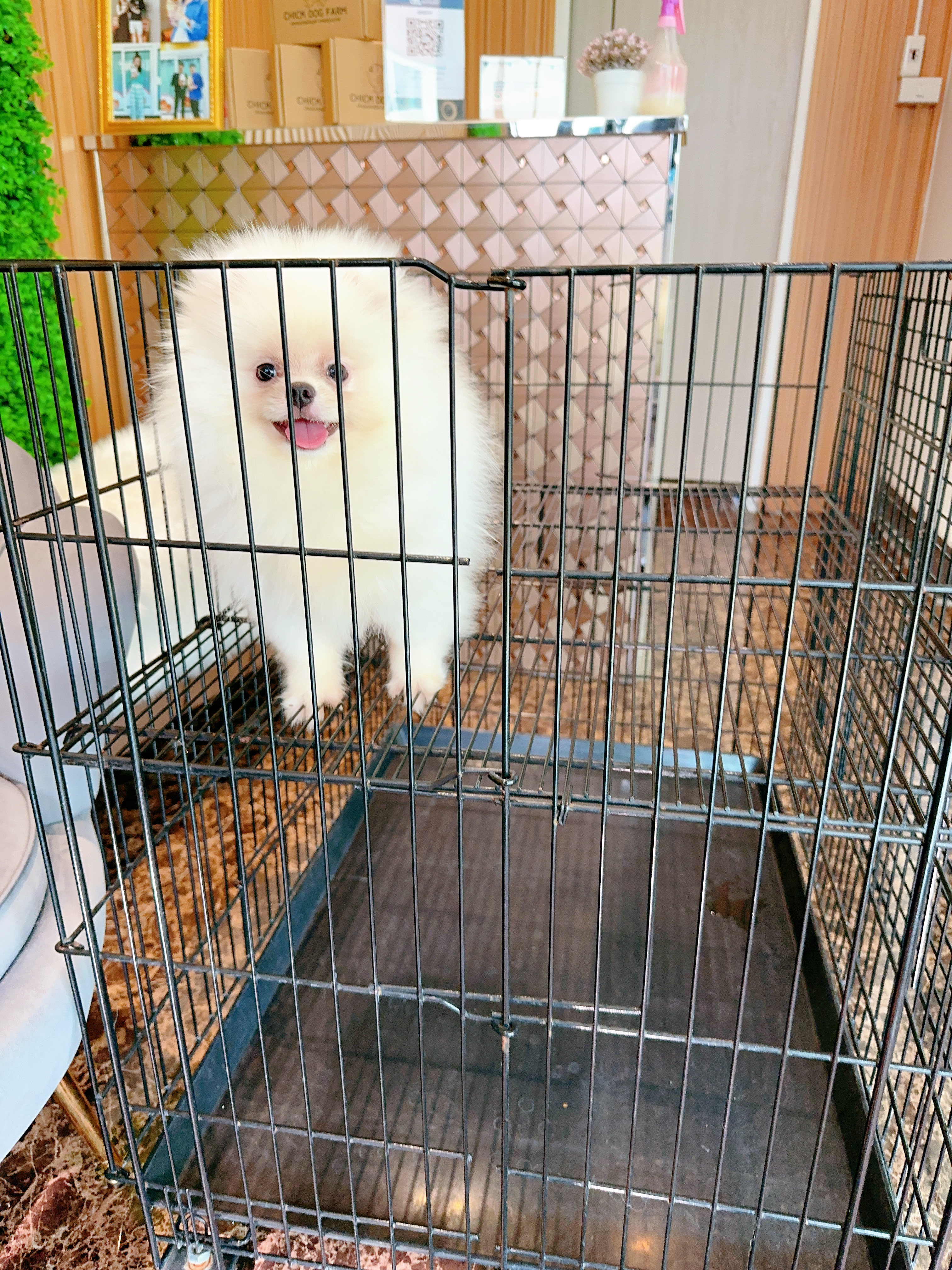 ปอมเมอเรเนียน เพศเมียเกรดโชว์