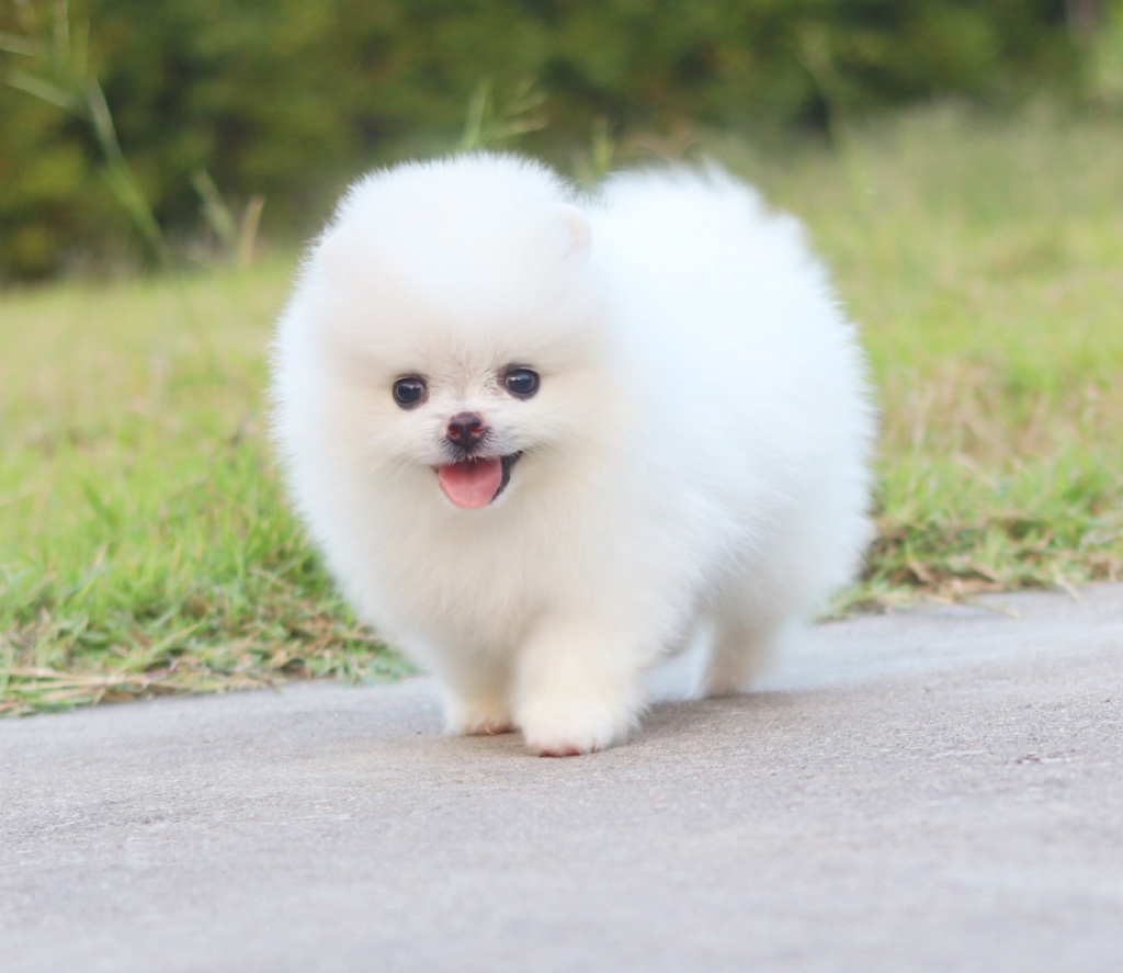 ปอมเมอเรเนียน เพศเมียสีขาวครีม