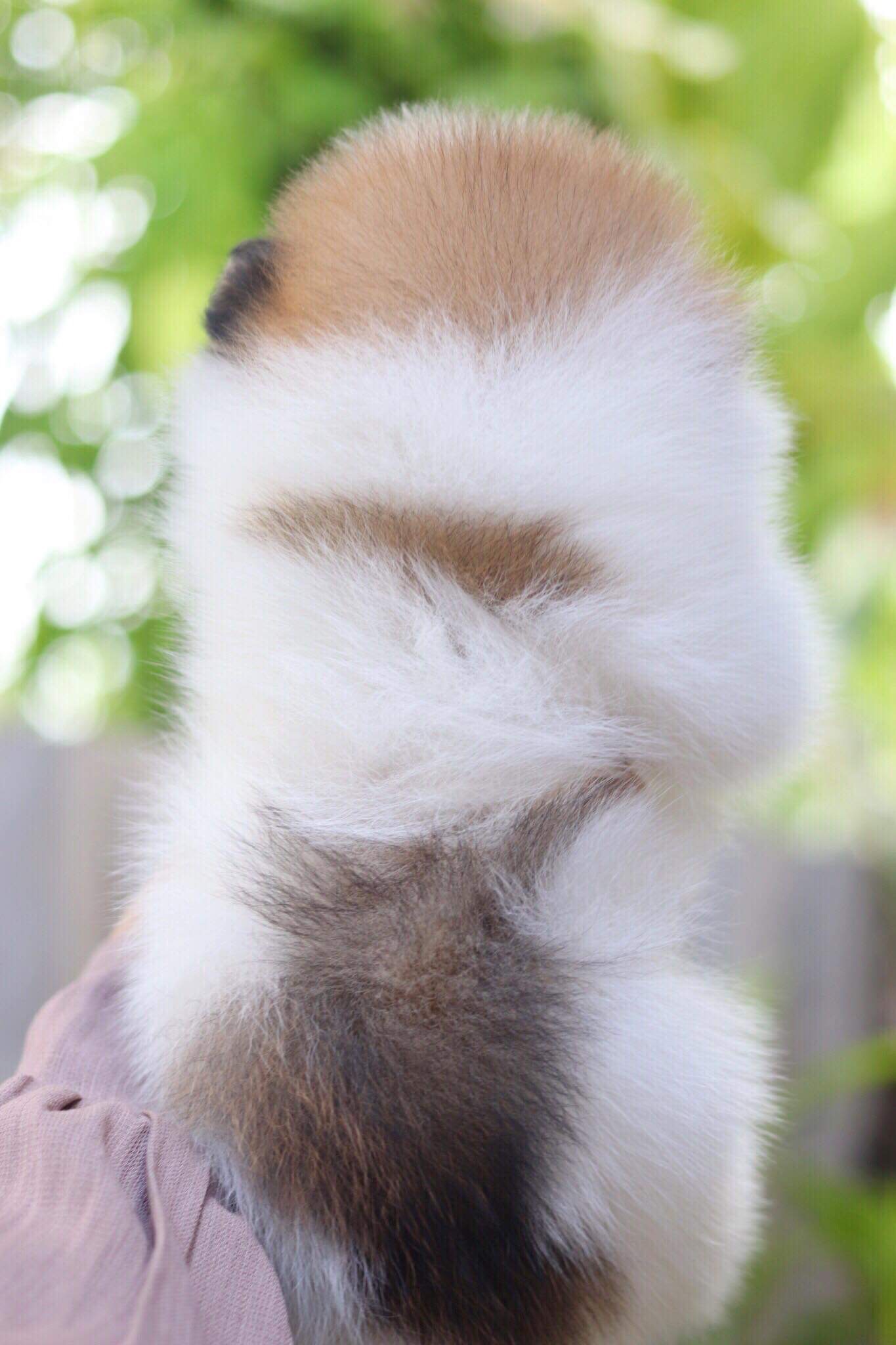 ปอมเมอเรเนียน เพศผู้