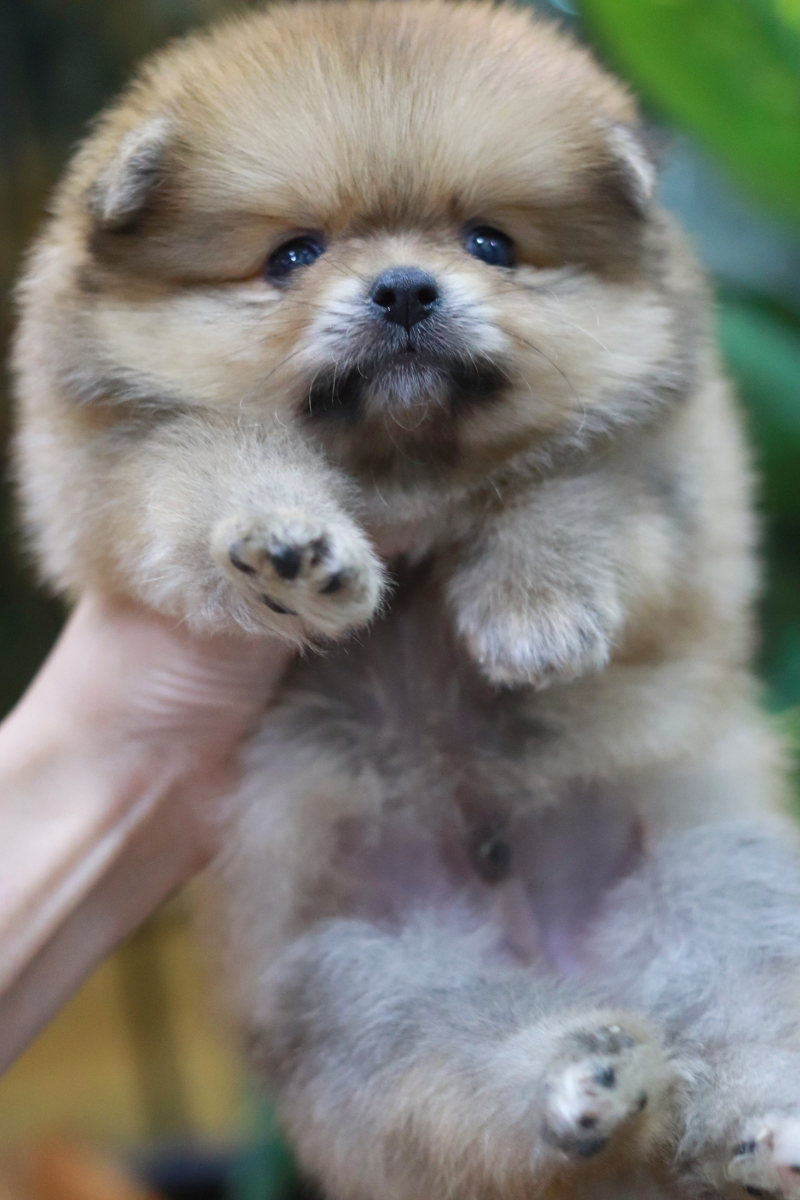 ปอมเมอเรเนียน เพศผู้