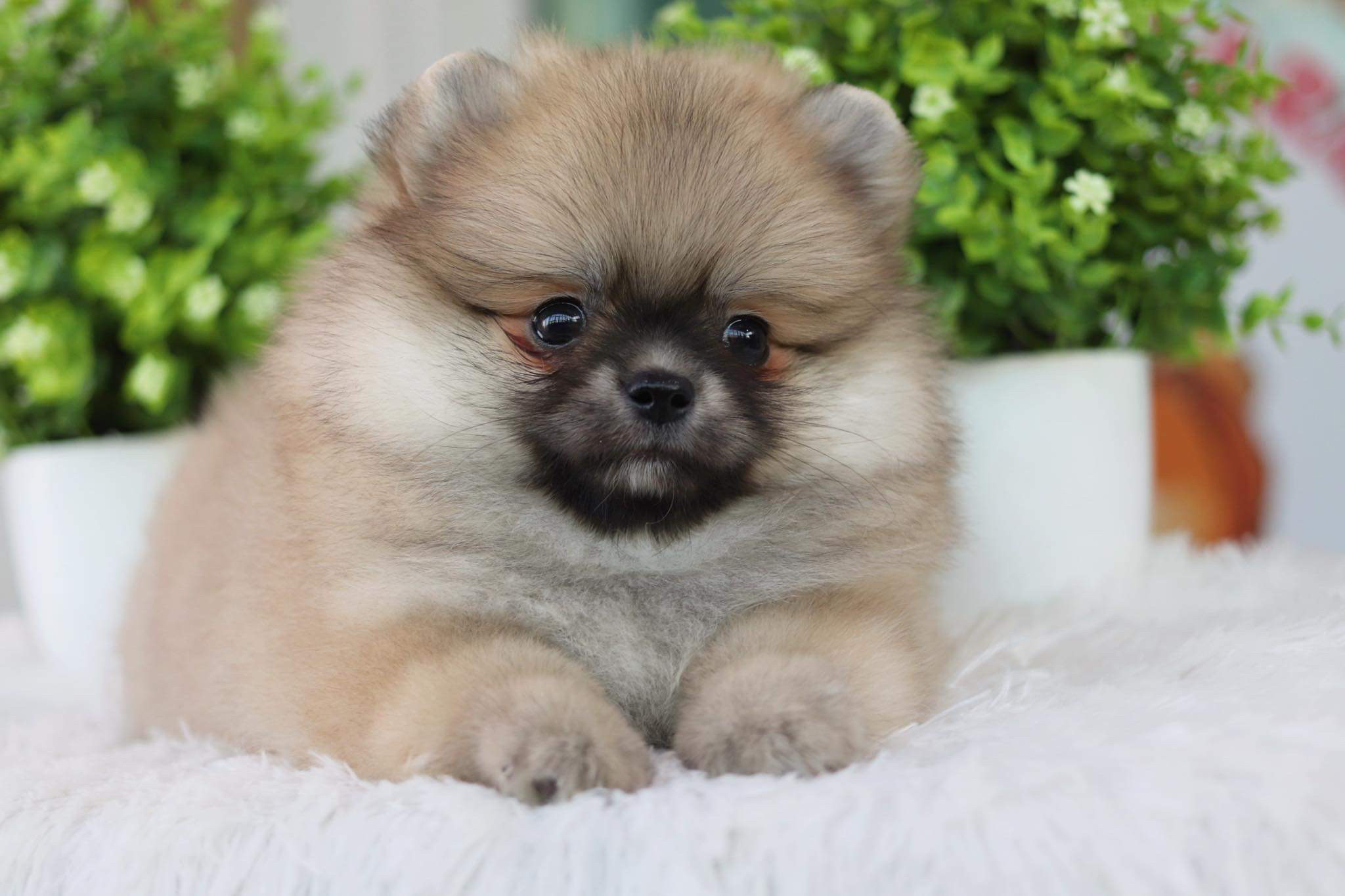 ปอมเมอเรเนียน เพศผู้