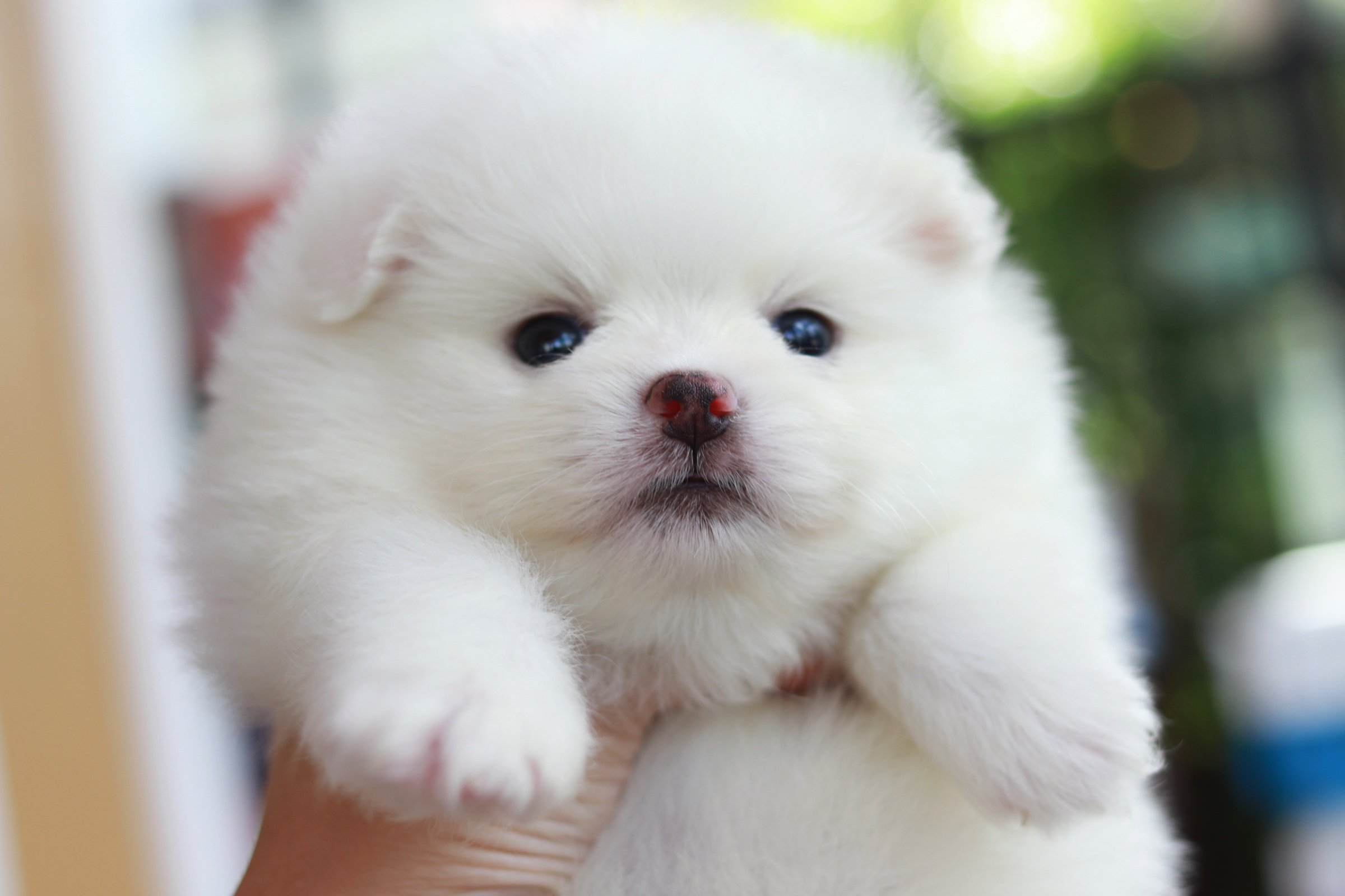 ปอมเมอเรเนียน เพศผู้ สีขาว