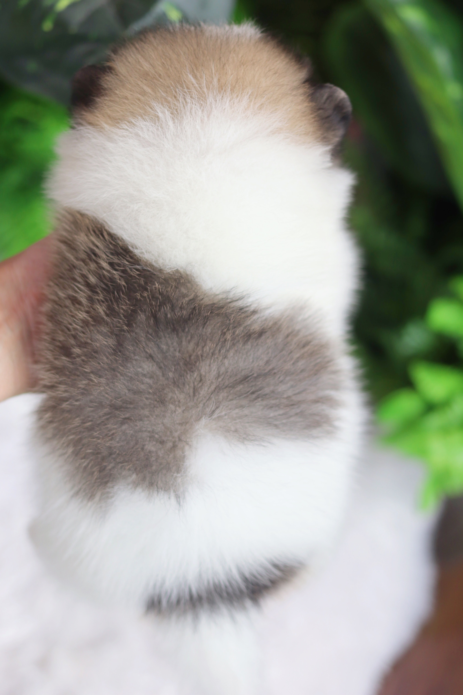 ปอมเมอเรเนียน เพศเมีย สีแฟนซี