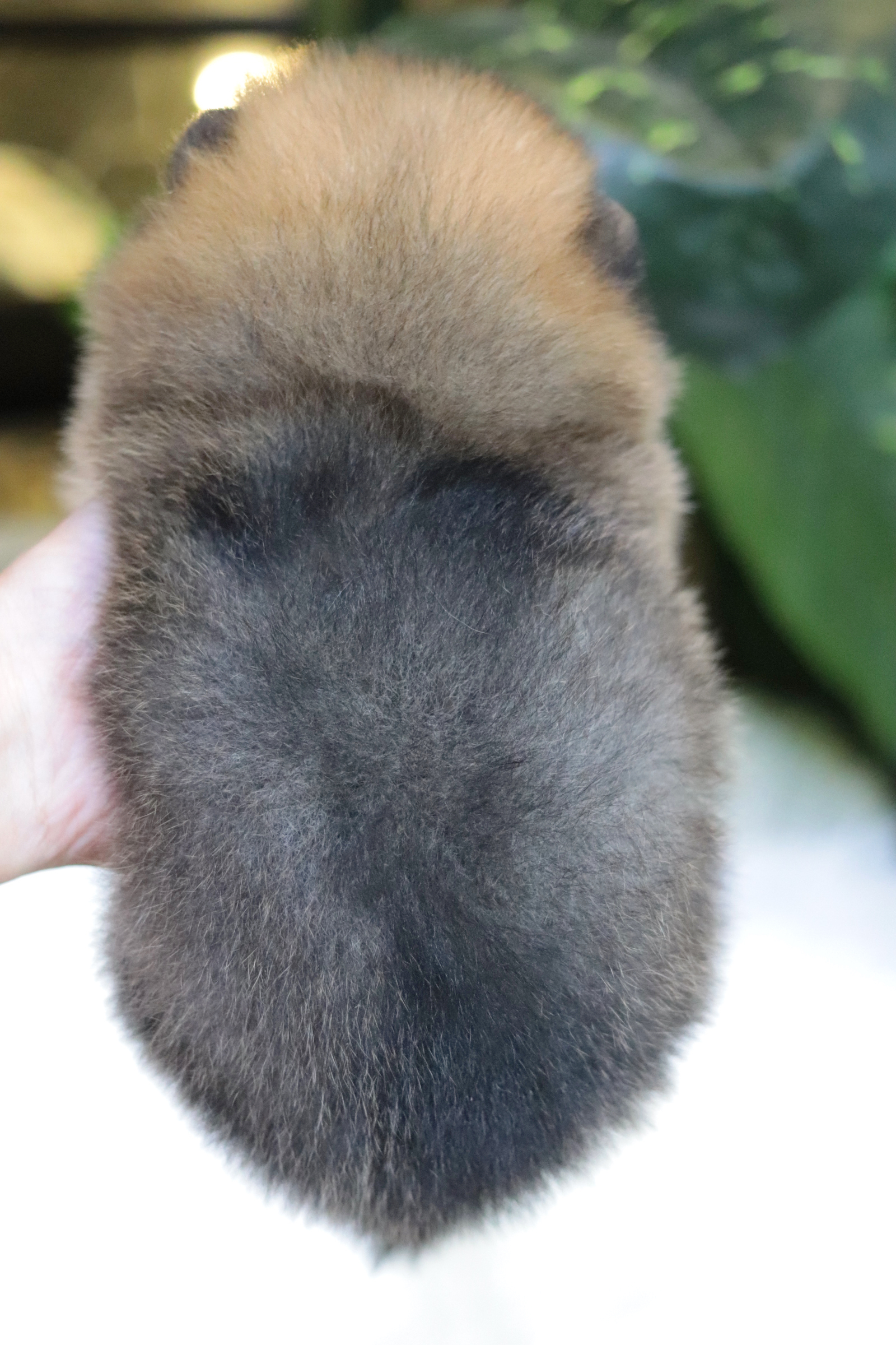 ปอมเมอเรเนียน เพศผู้ สีส้ม