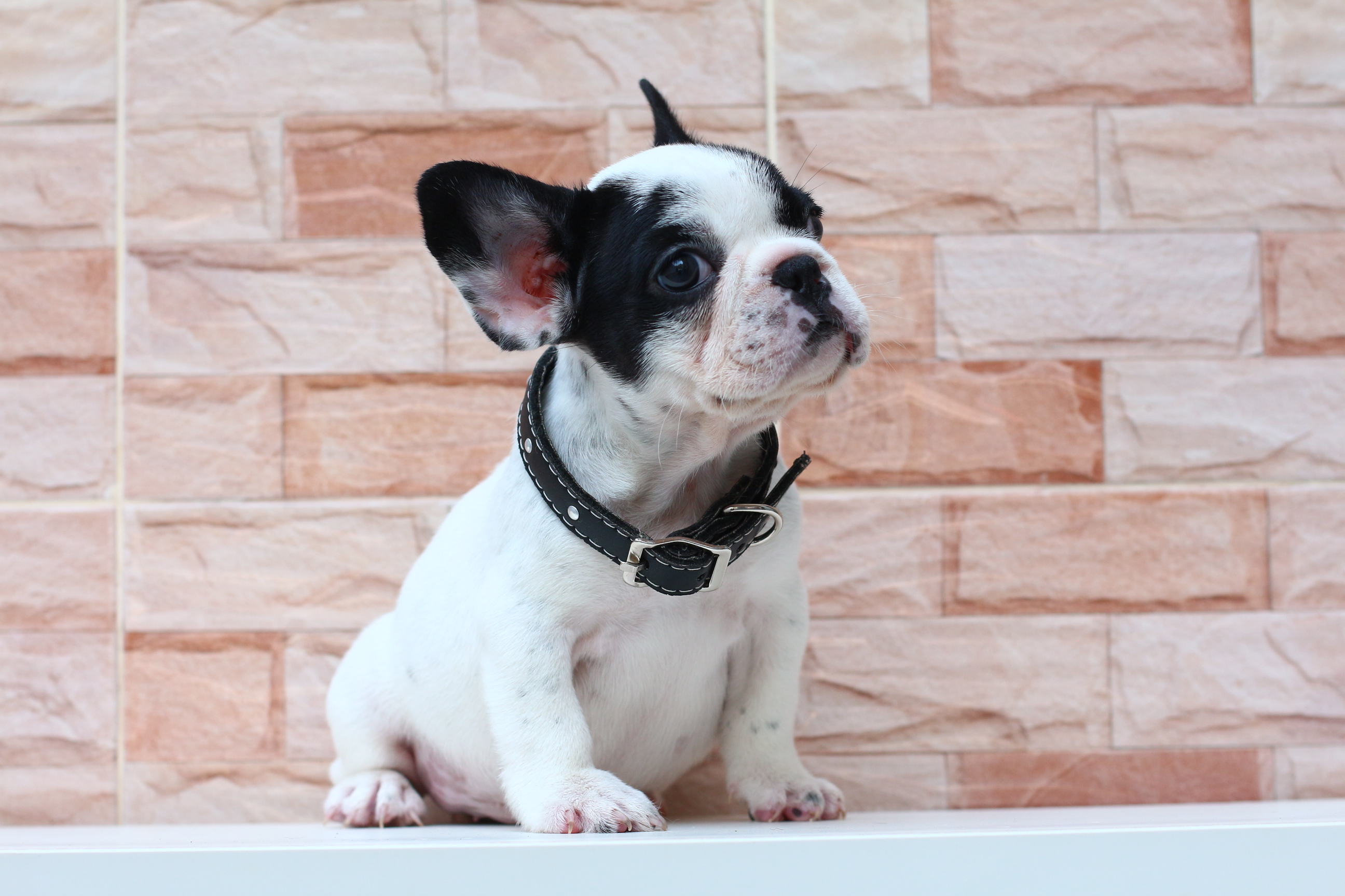 เฟรนช์บูลด็อก หน้าตาเท่ห์ๆ มาร์คกิ้งหน้ากาก