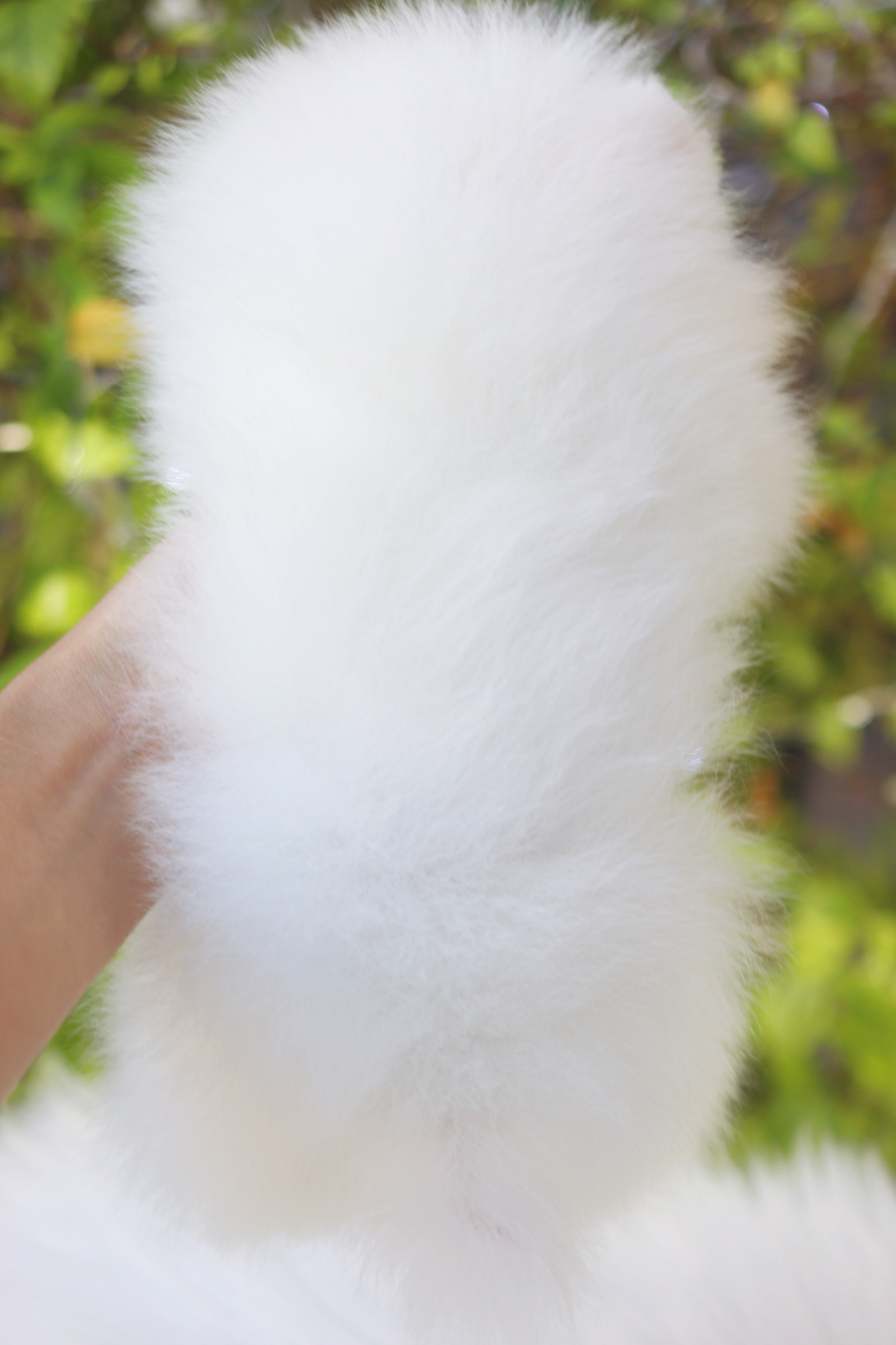 ปอมเมอเรเนียน เพศเมียสีขาว เกรดโชว์ สายเลือดเกาหลี