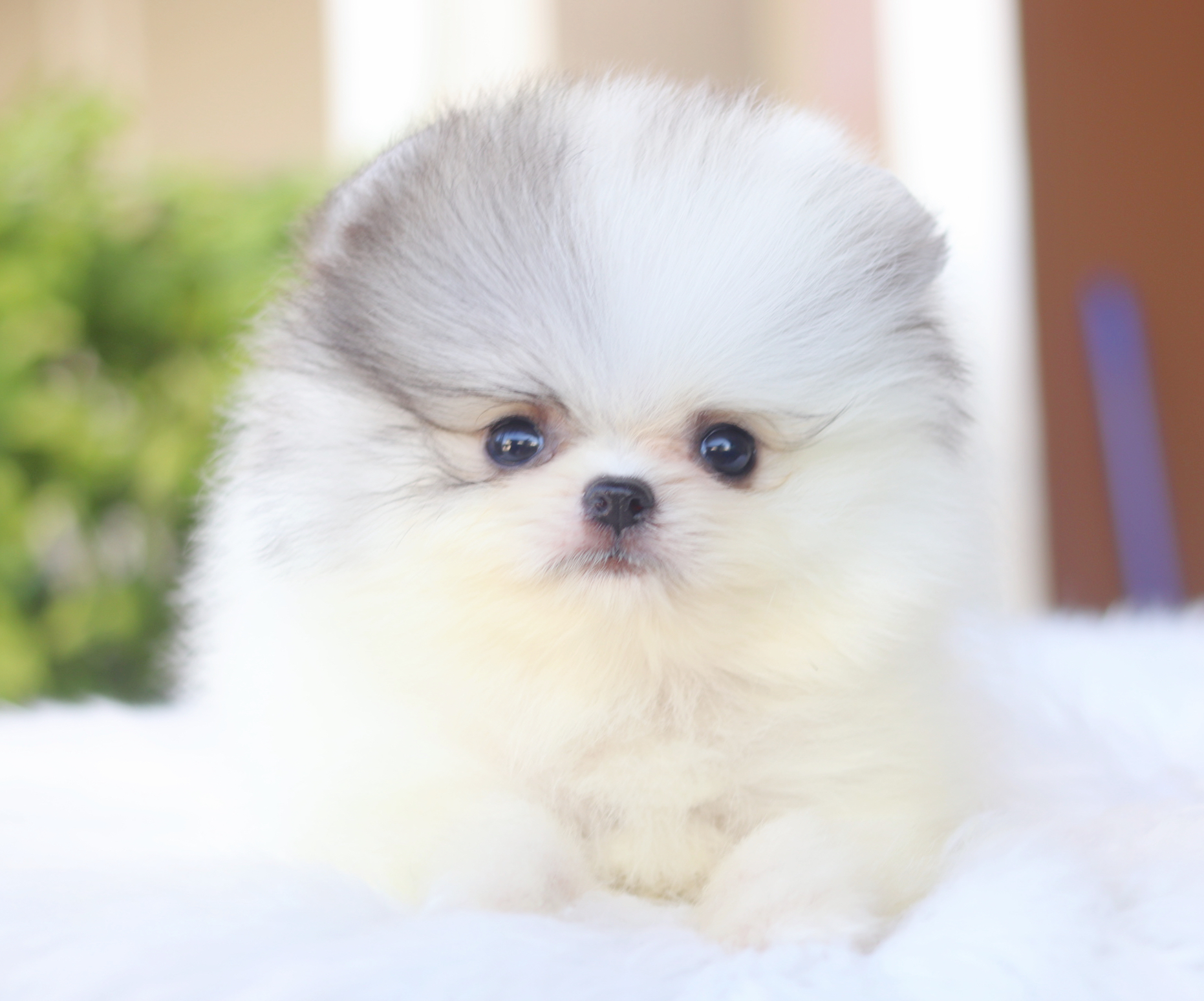 ปอมเมอเรเนียน เพศผู้สีแฟนซีเมอร์เร่