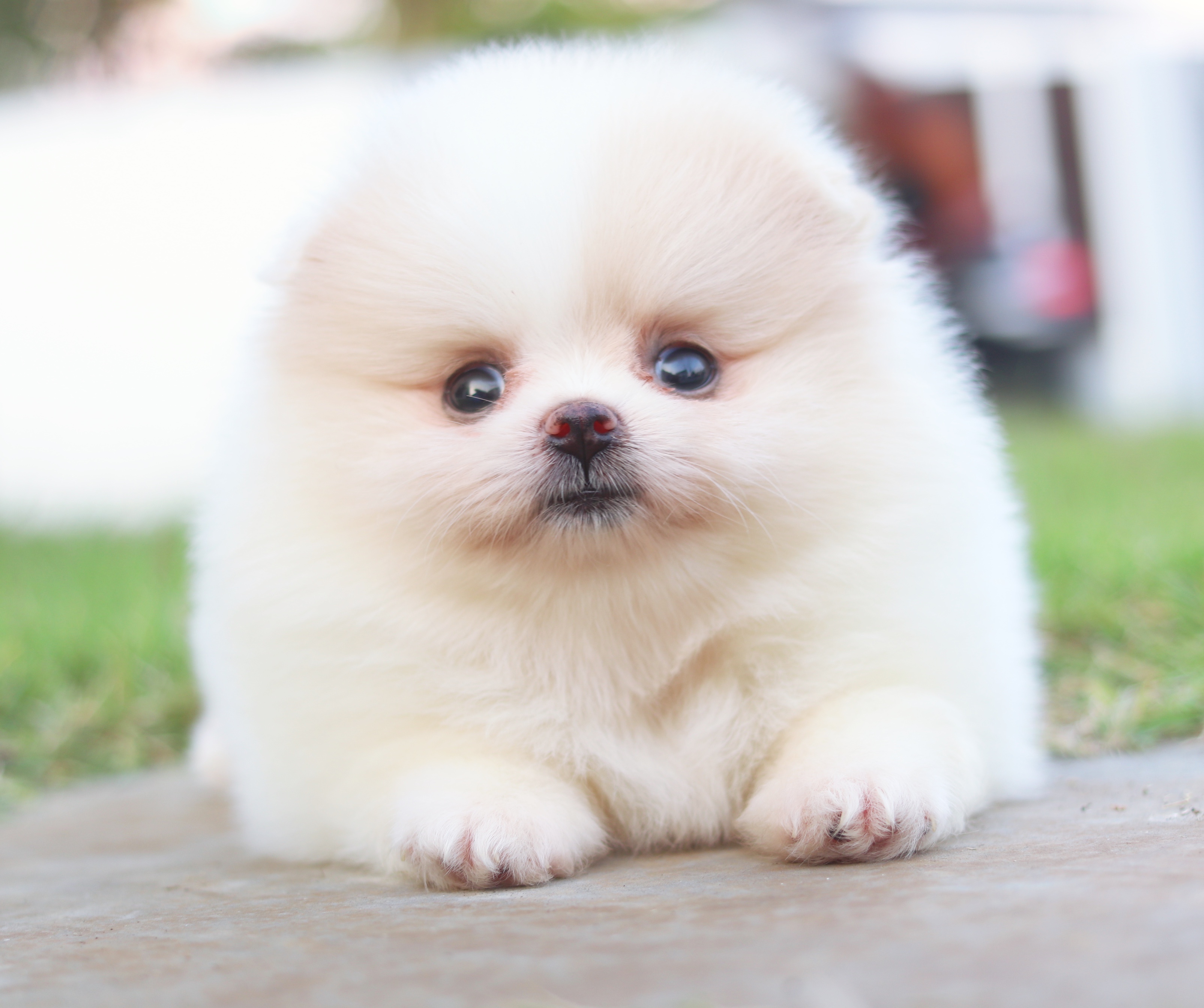 ปอมเมอเรเนียน เพศเมียสีแฟนซีเกรดโชว์