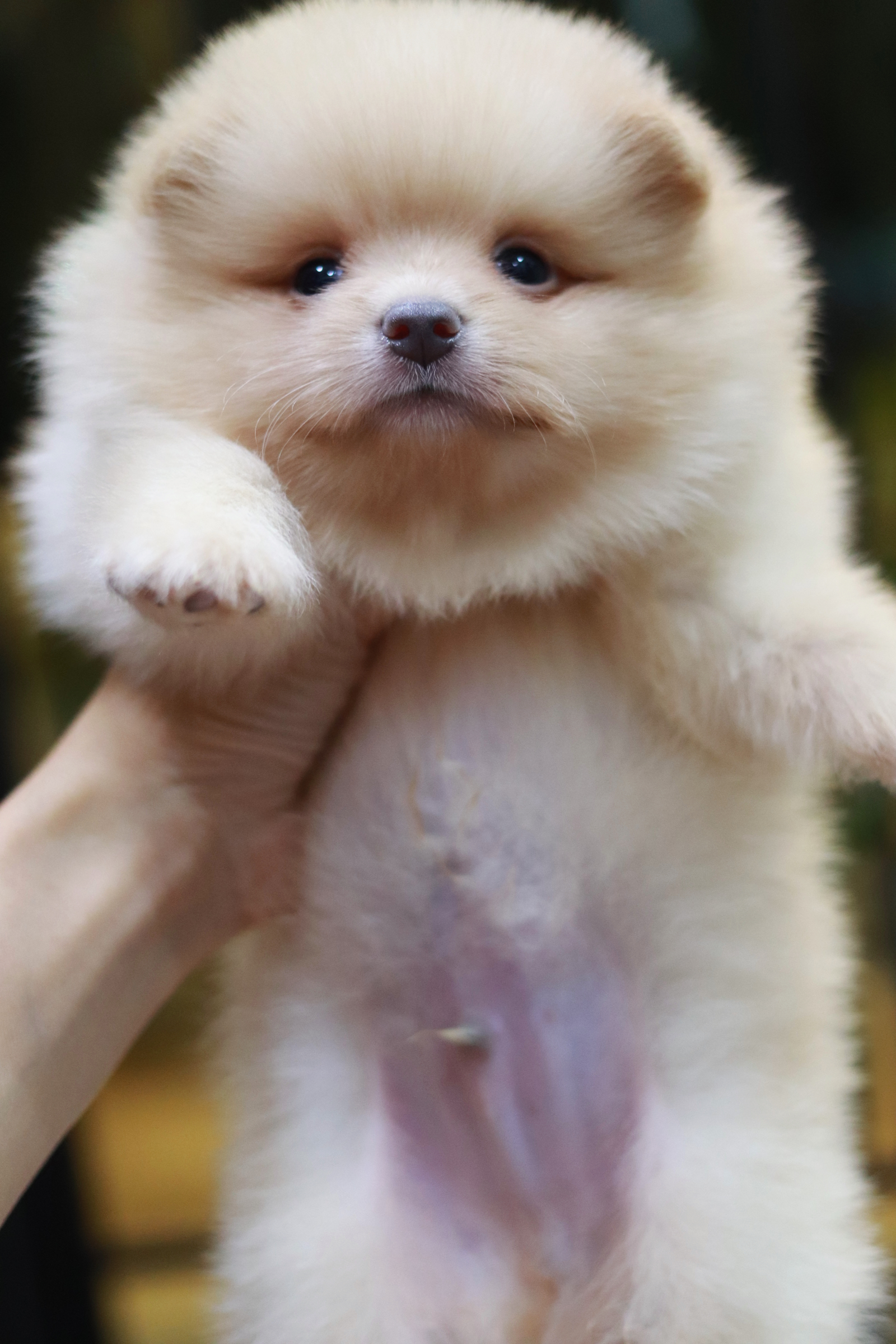 ปอมเมอเรเนียน เพศผู้ สีครีมหน้าฟ็อก