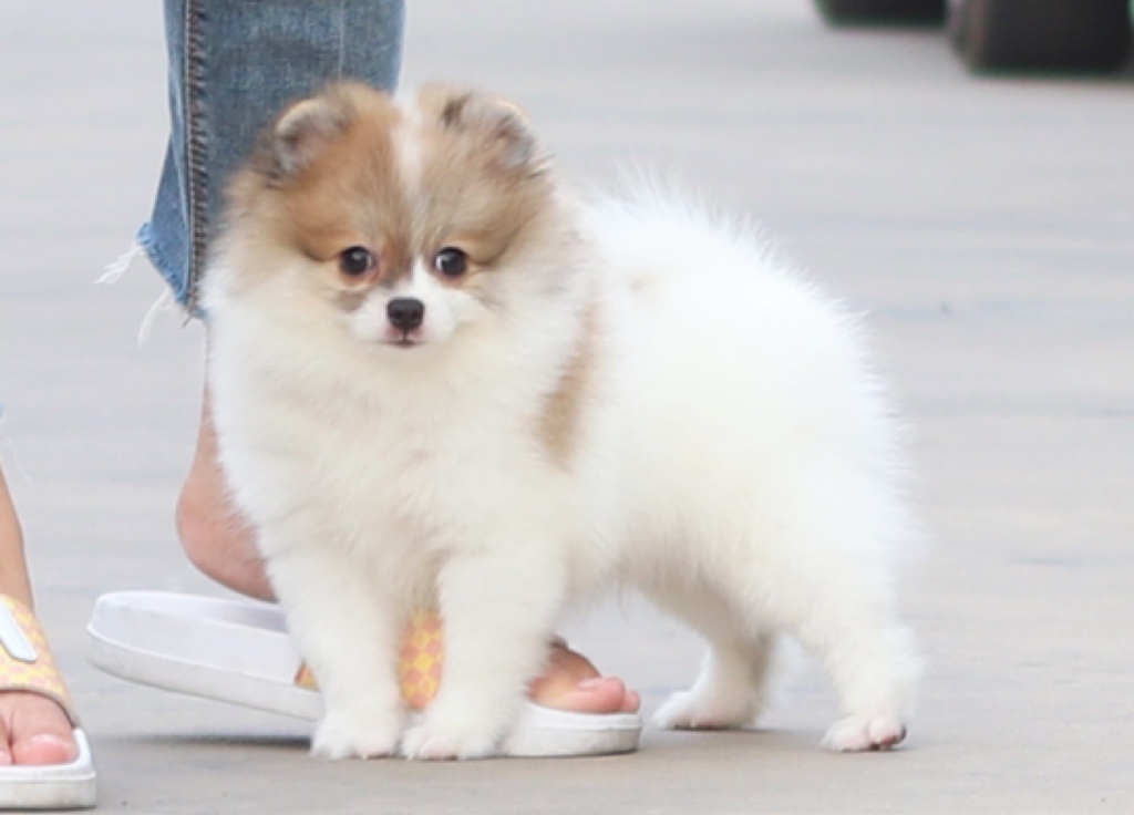 ปอมเมอเรเนียน เพศผู้ แฟนซี