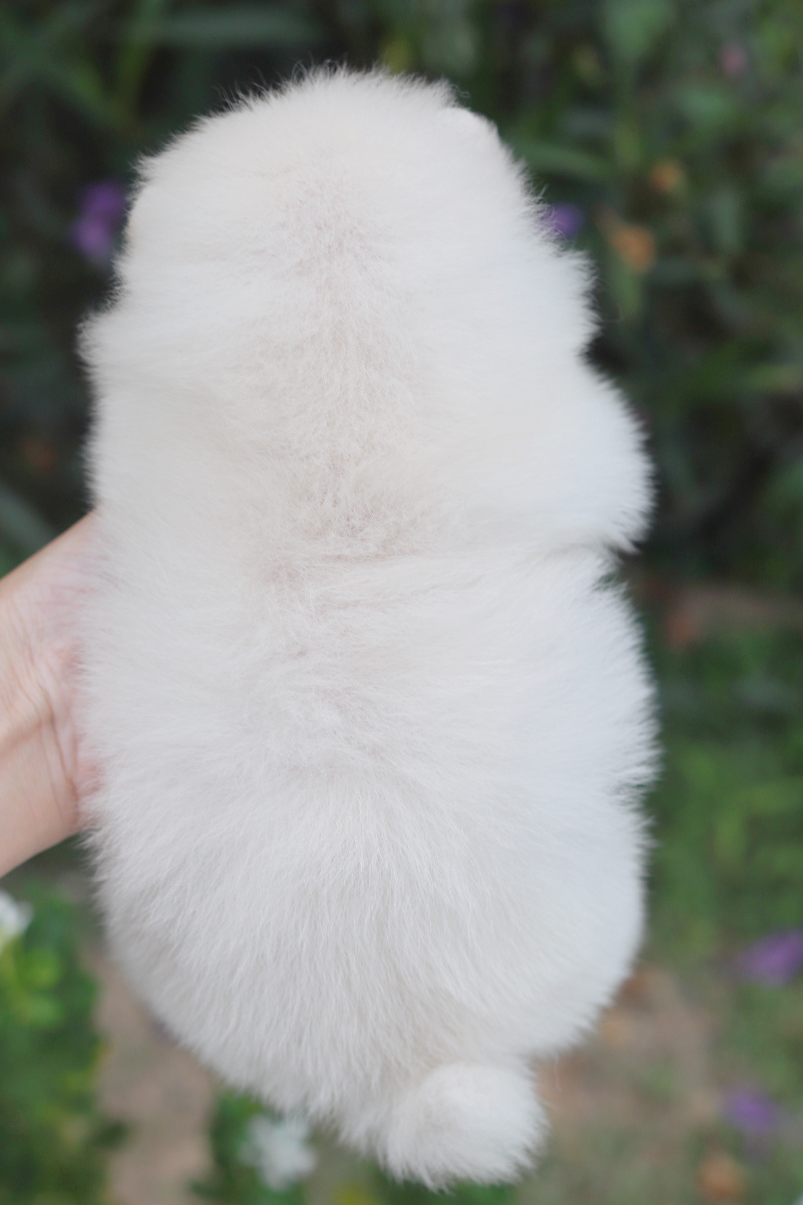 ปอมเมอเรเนียน เพศเมียขาวครีม ไซส์เล็ก