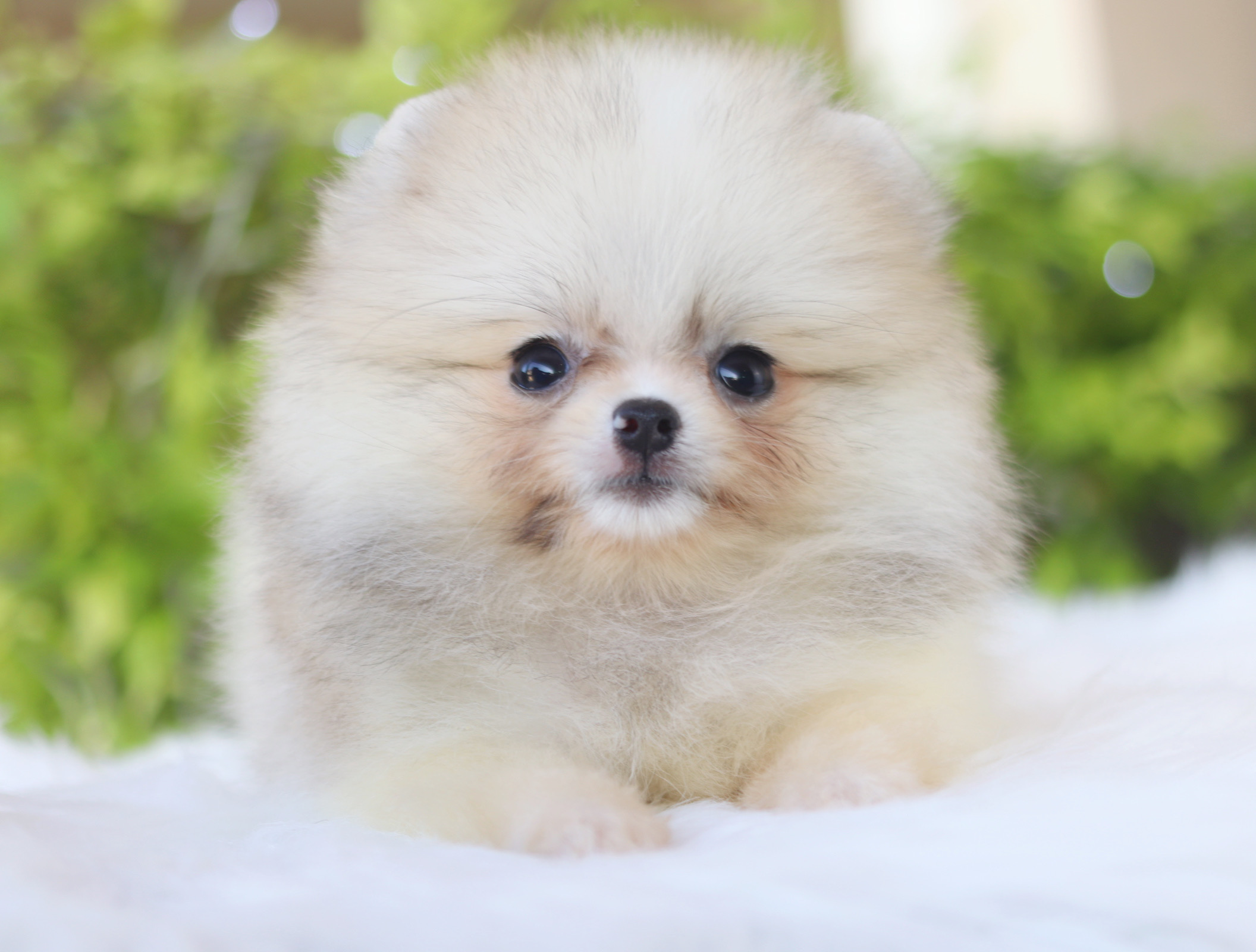 ปอมเมอเรเนียน เพศเมียสีแฟนซี