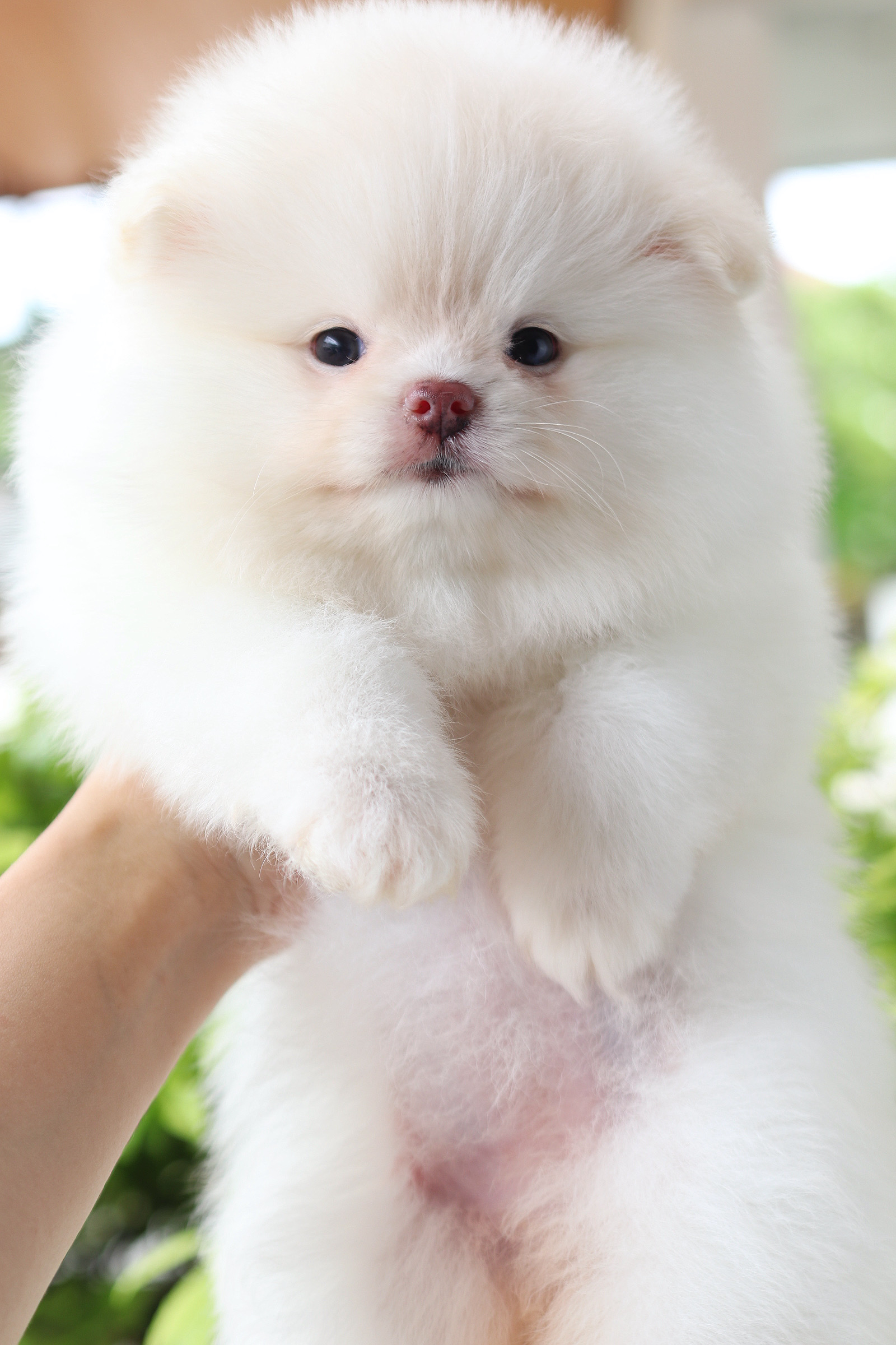 ปอมเมอเรเนียน เพศเมียสีขาวครีม