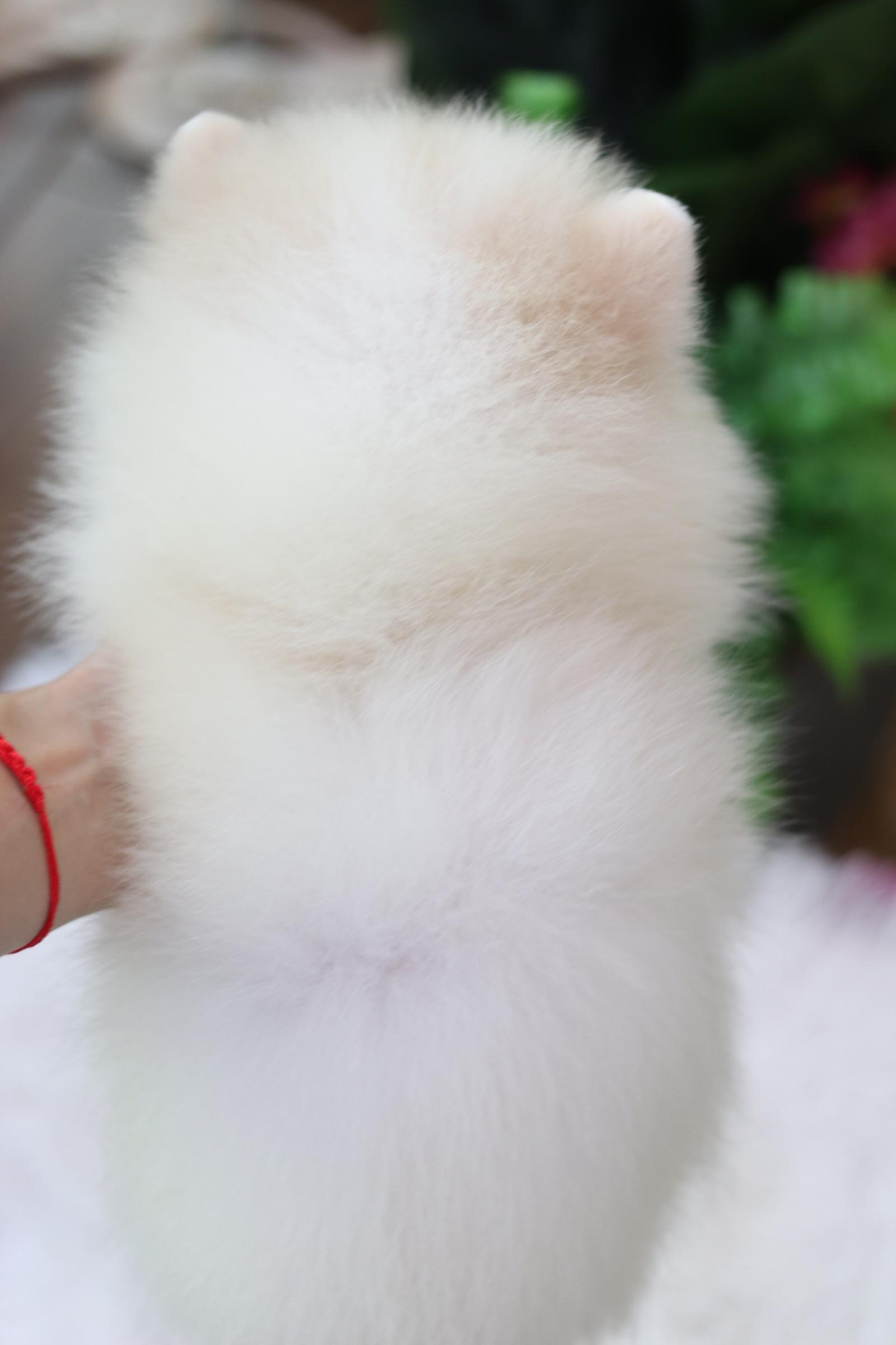 ปอมเมอเรเนียน เพศผู้ขาวครีม