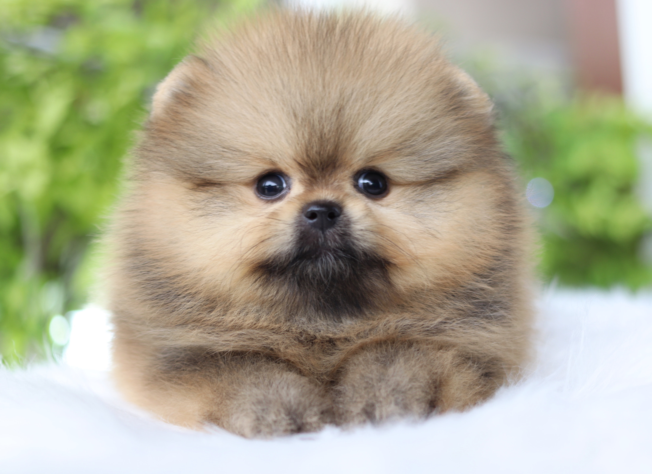 ปอมเมอเรเนียน เพศเมียสีส้มเกรดโชว์