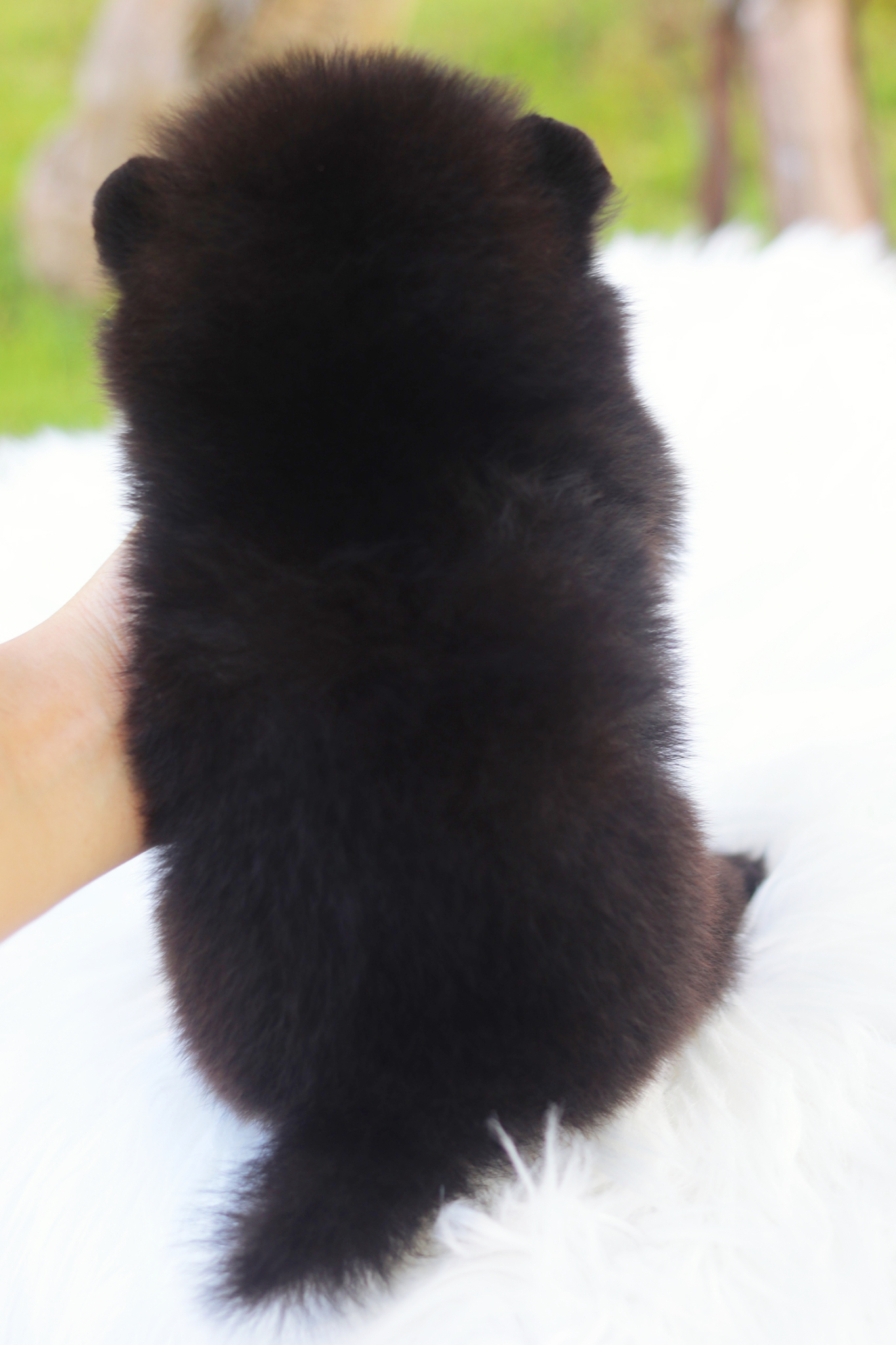 ปอมเมอเรเนียน เพศเมียสีดำ