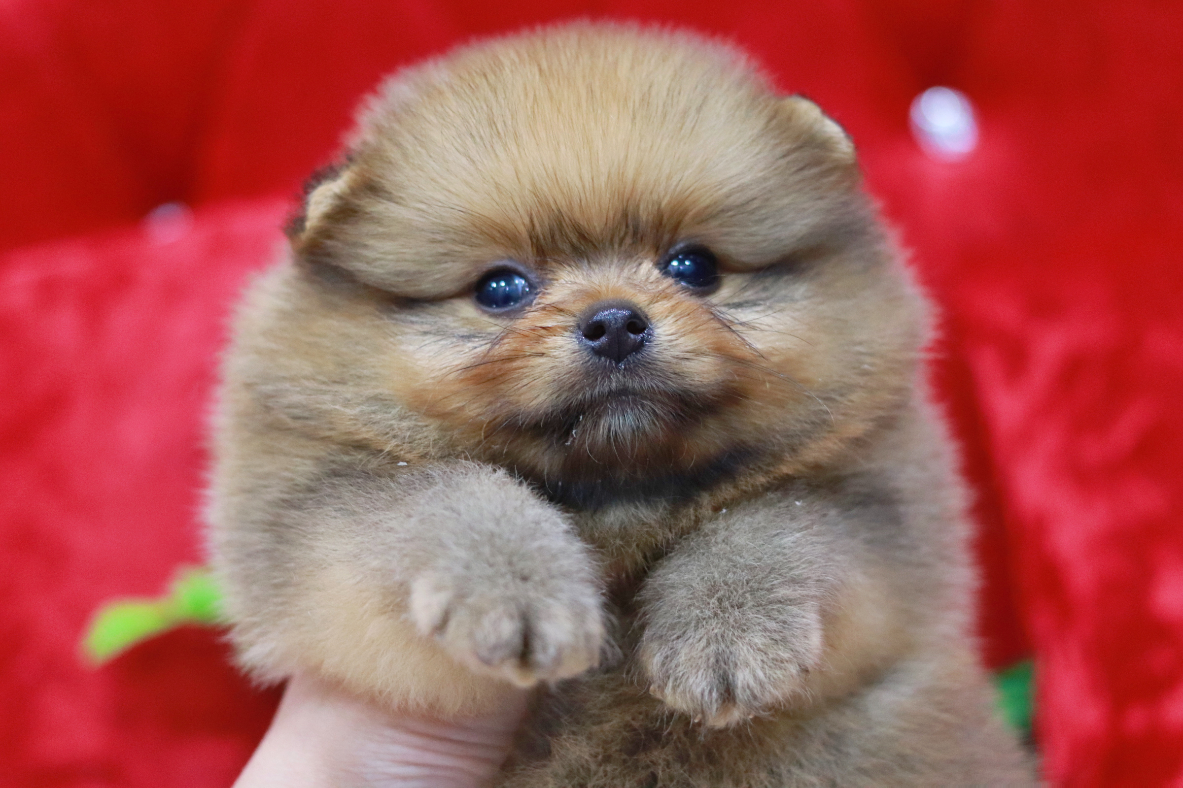 ปอมเมอเรเนียน เพศผู้มีส้ม ขนแน่นๆ