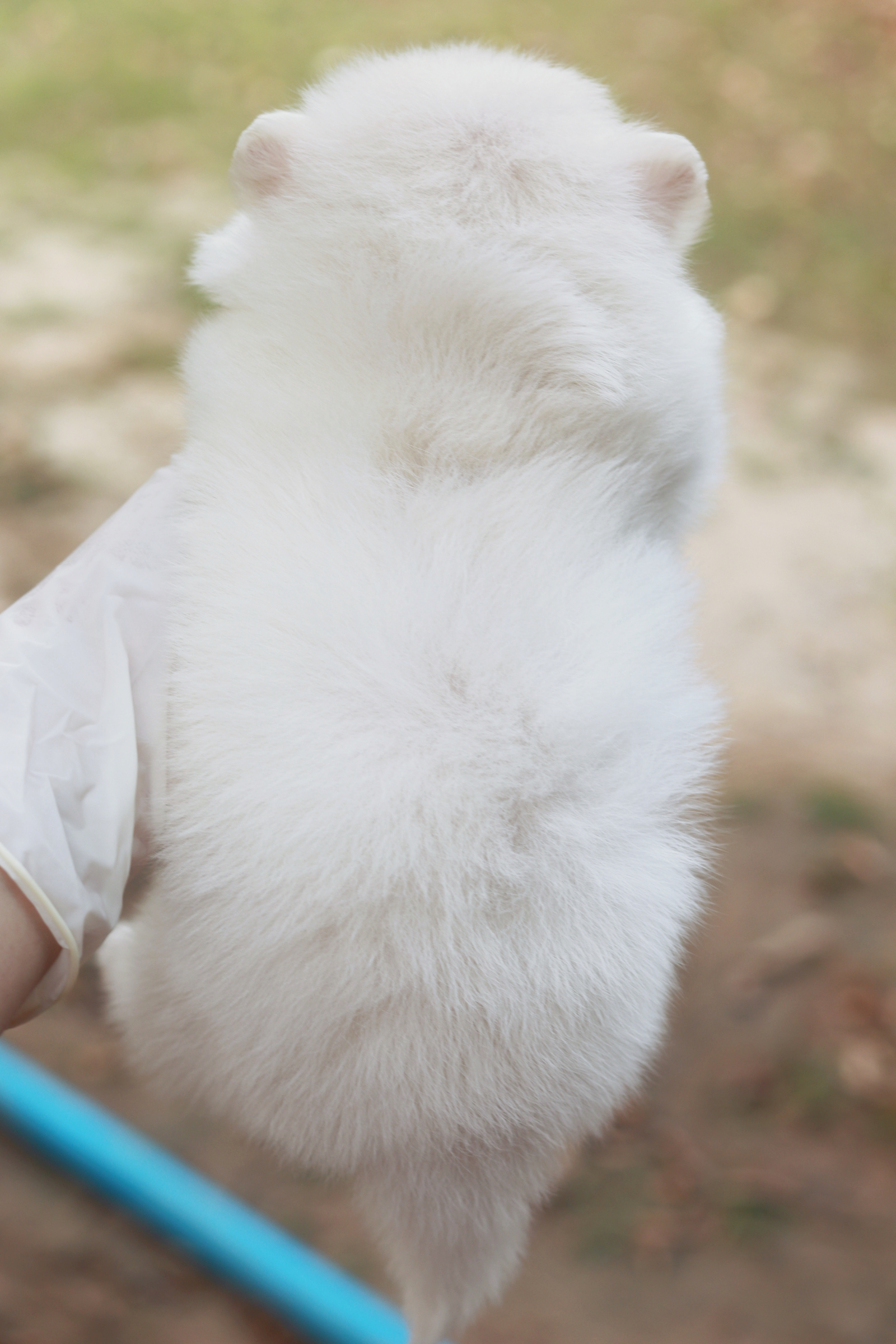 ปอมเมอเรเนียน เพศเมีย