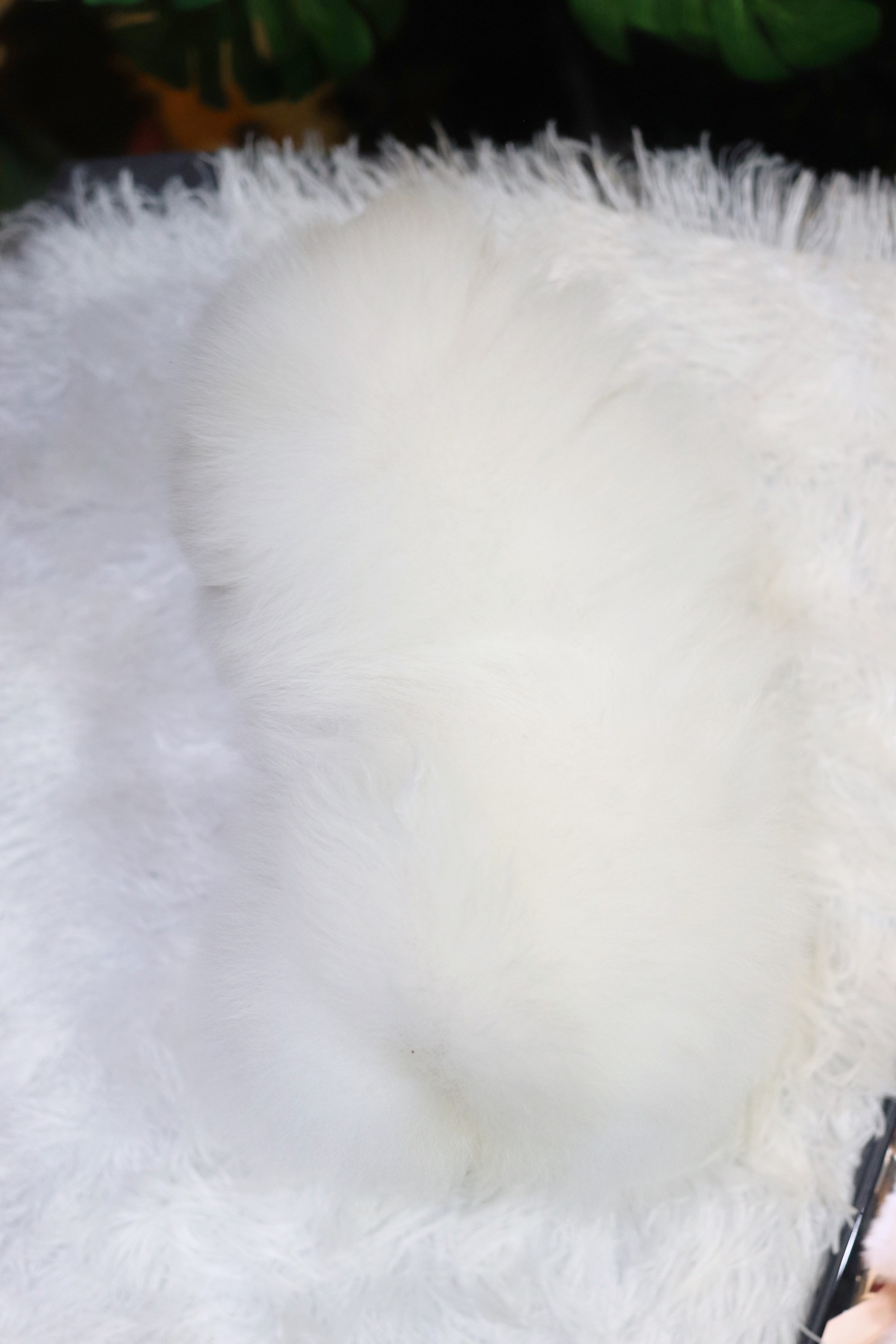 ปอมเมอเรเนียน เพศผู้ สีขาวเกรดโชว์