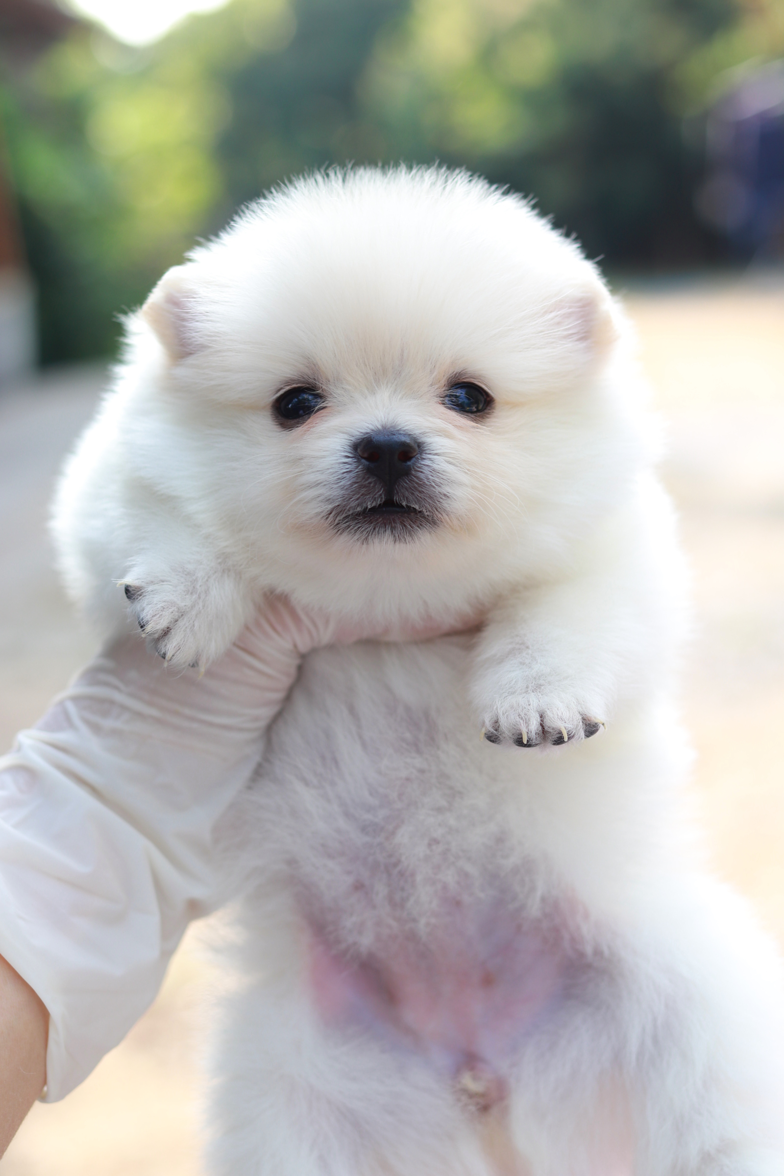 ปอมเมอเรเนียน เพศเมีย