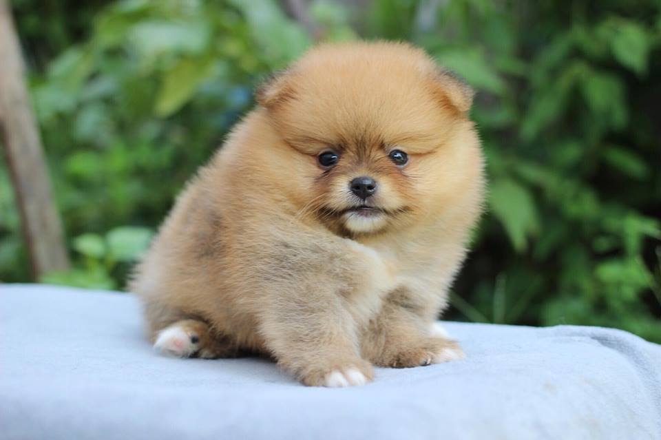 ปอมเมอเรเนียน เพศผู้