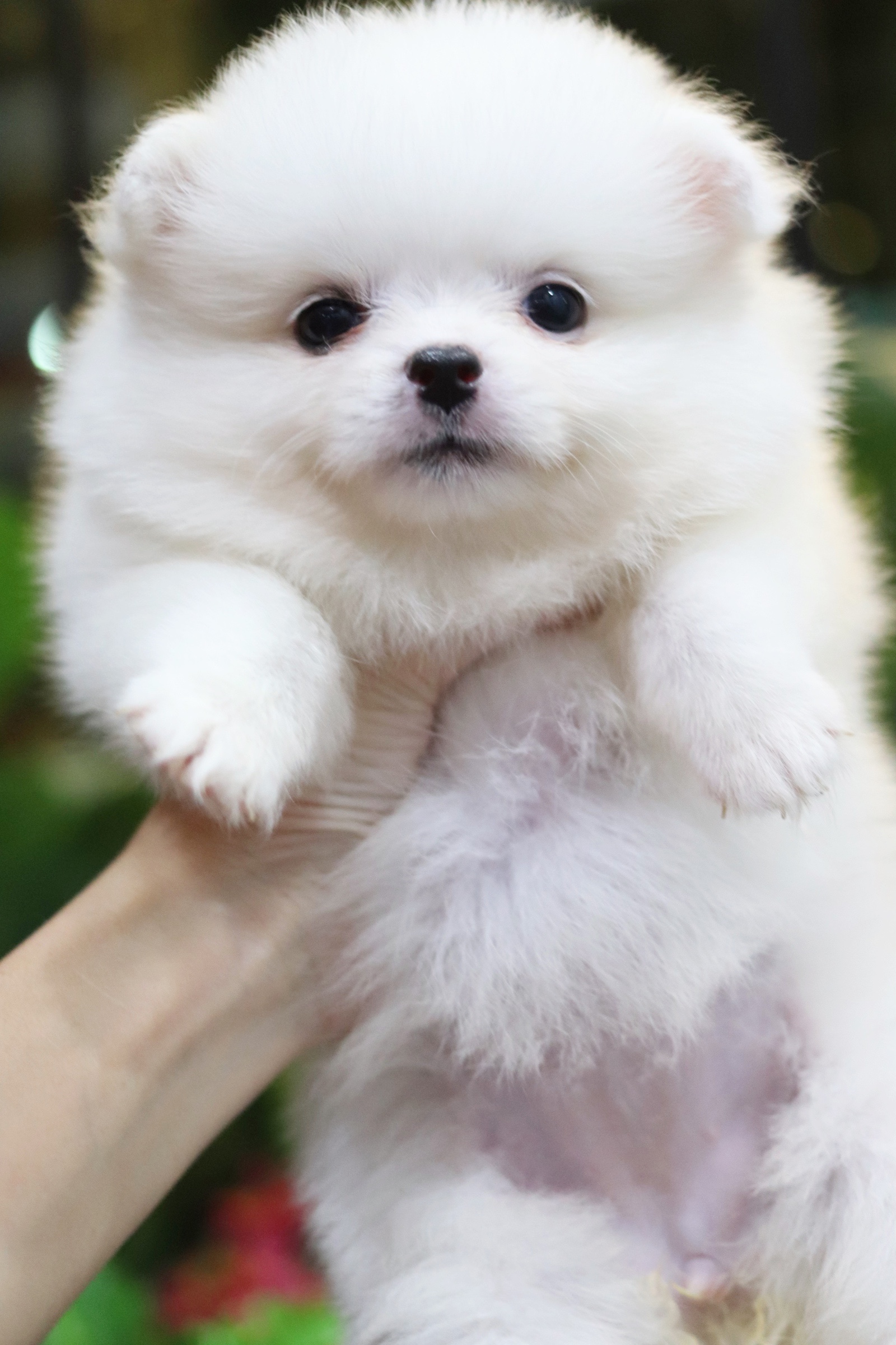 ปอมเมอเรเนียน เพศเมียขาวครีมหน้าฟ็อก