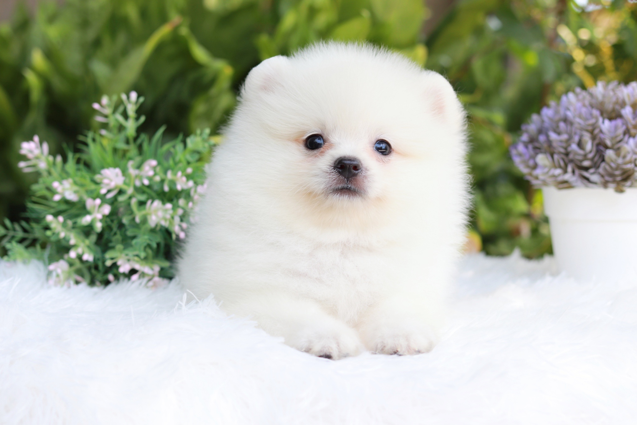 ปอมเมอเรเนียน เพศผู้ขาวครีม