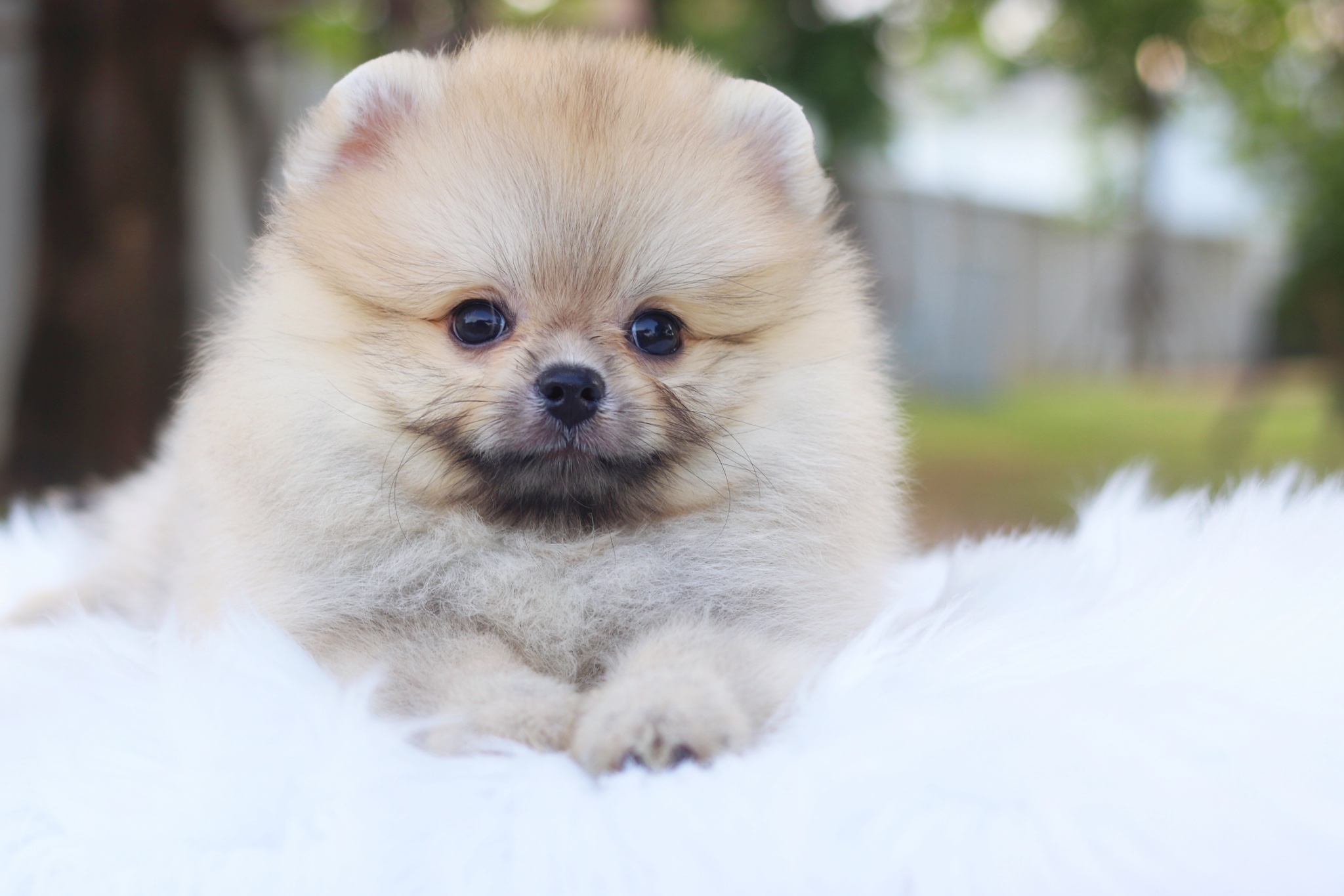 ปอมเมอเรเนียน เพศผู้สีส้ม ขนแน่นๆ