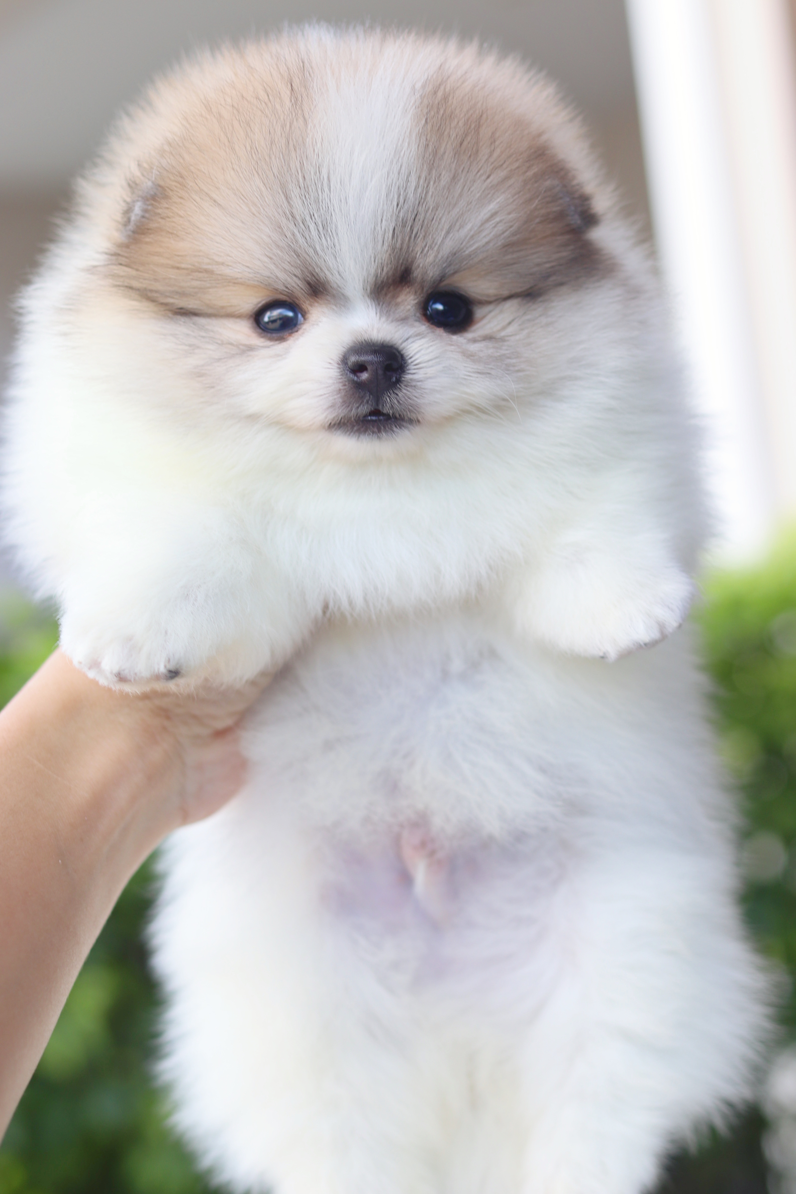 ปอมเมอเรเนียน เพศผู้สีแฟนซีเกรดโชว์