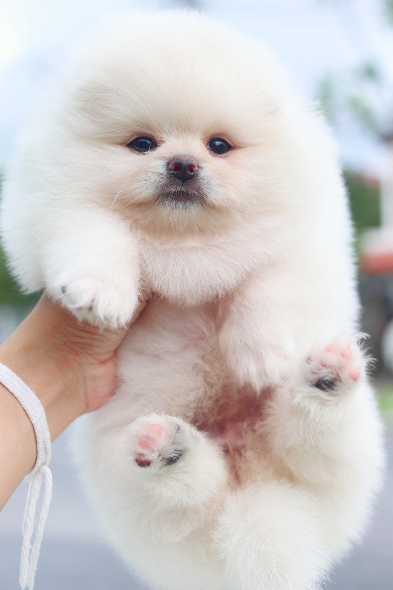 ปอมเมอเรเนียน เพศเมียสีขาวครีมเกรดโชว์