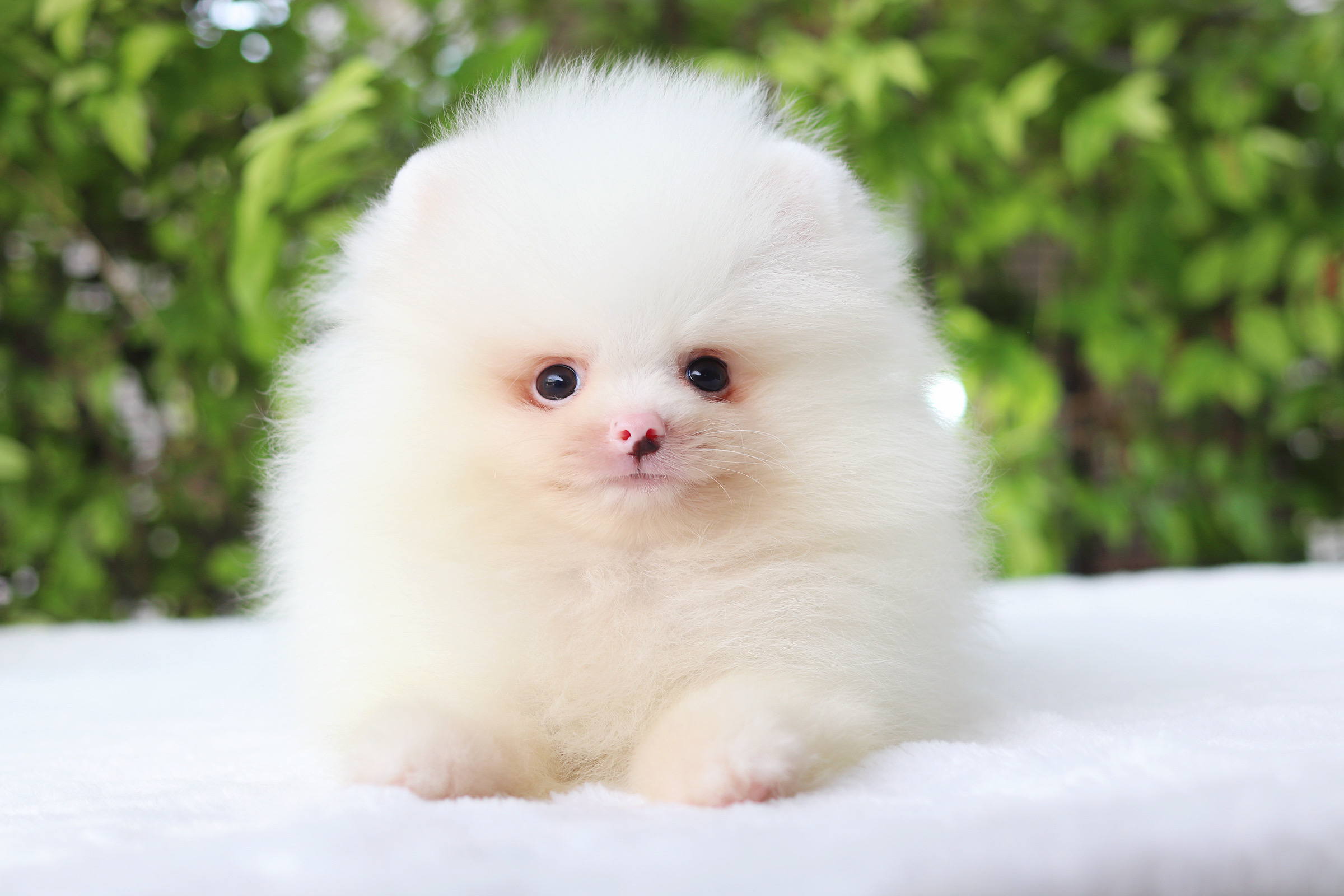 ปอมเมอเรเนียน เพศผู้สีขาว