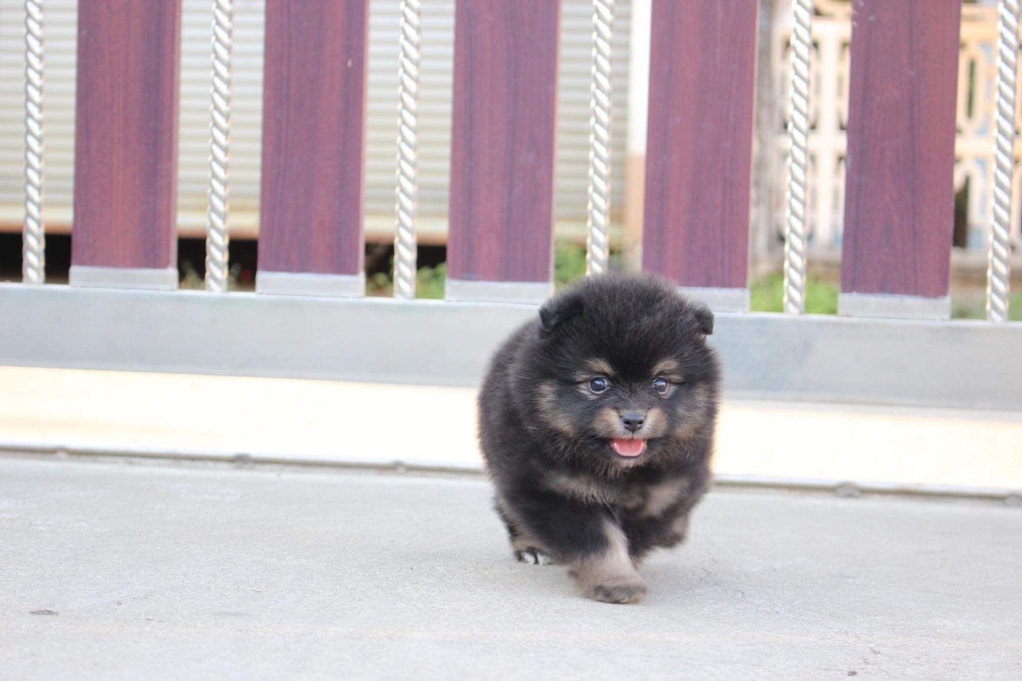 ปอมเมอเรเนียน เพศผู้ แบล็คแทน