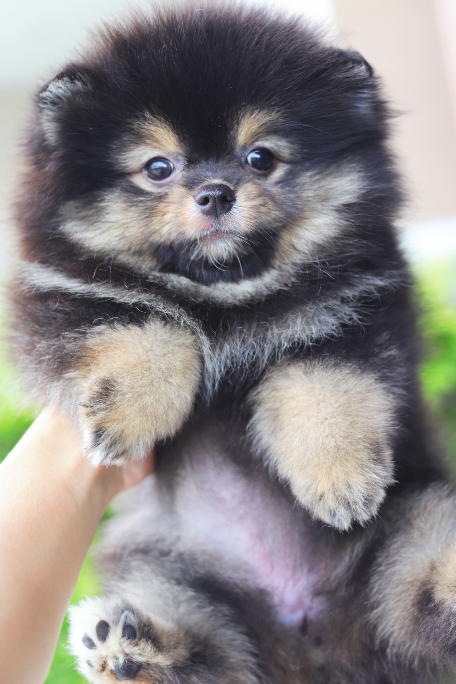 ปอมเมอเรเนียน เพศเมียสีแบล็คแทน