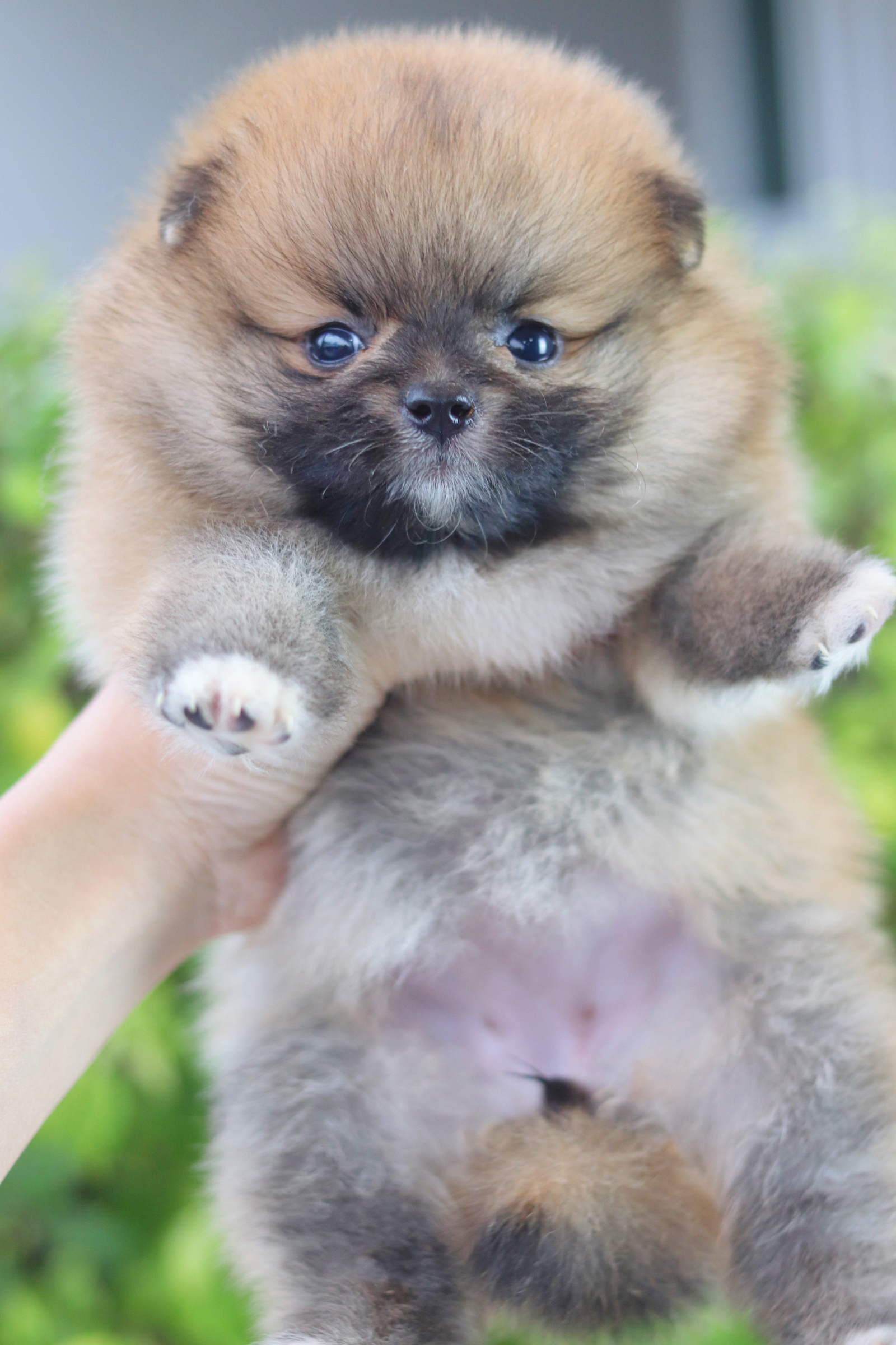 ปอมเมอเรเนียน เพศเมียสีส้ม