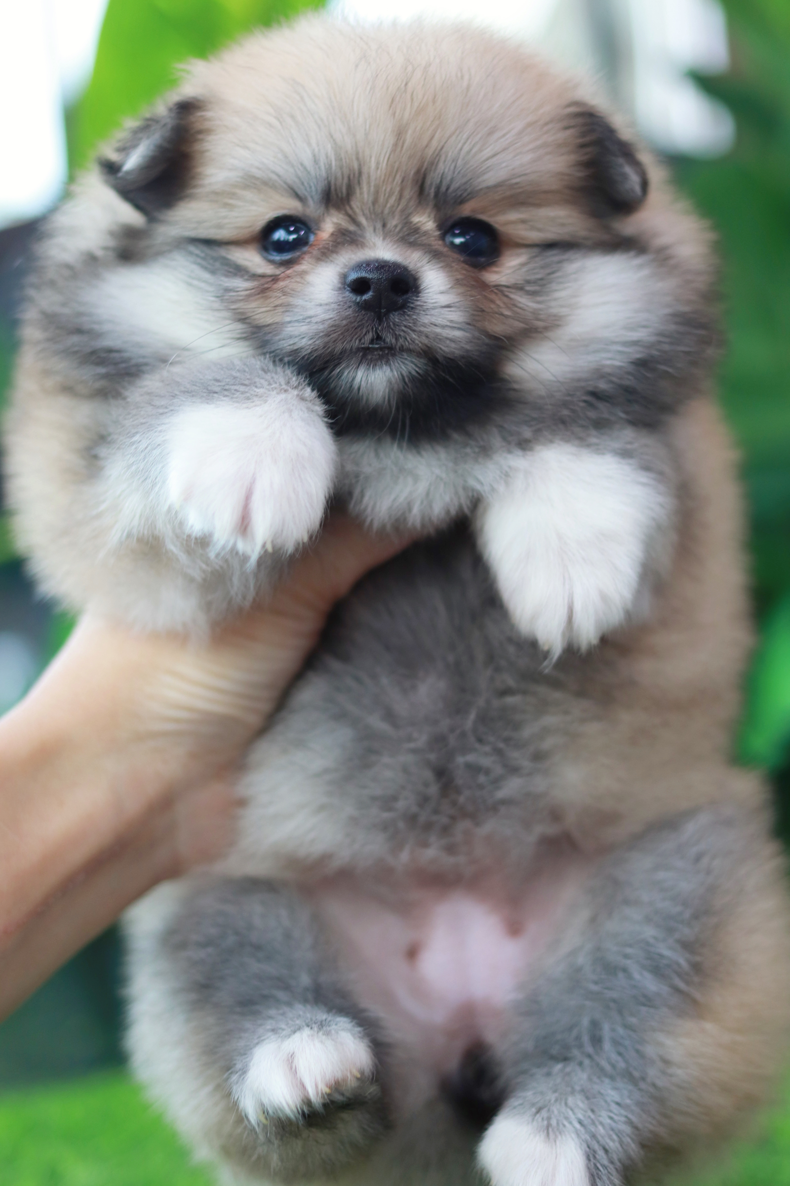 ปอมเมอเรเนียน เพศเมีย สีส้ม