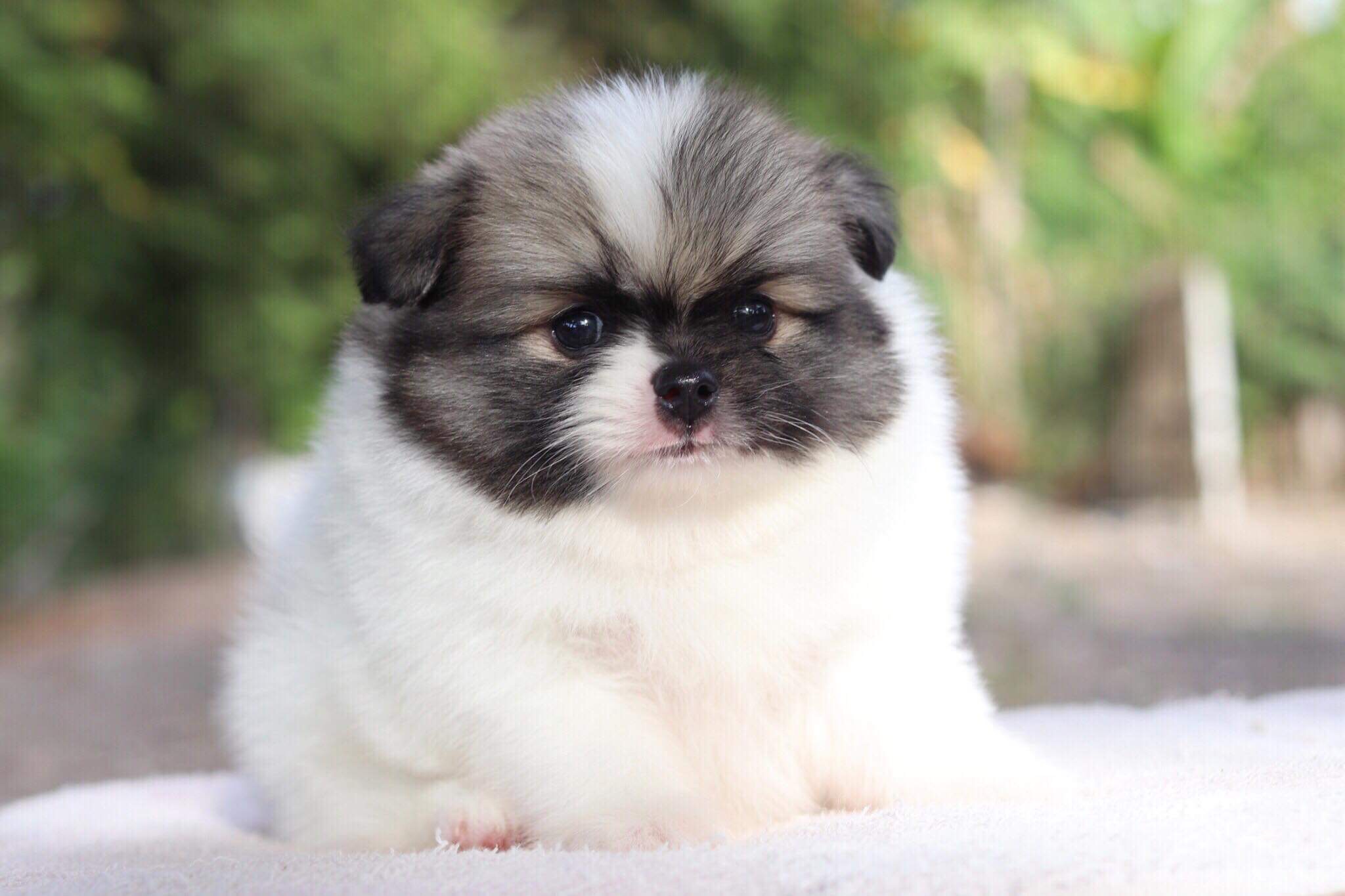 ปอมเมอเรเนียน เพศผู้