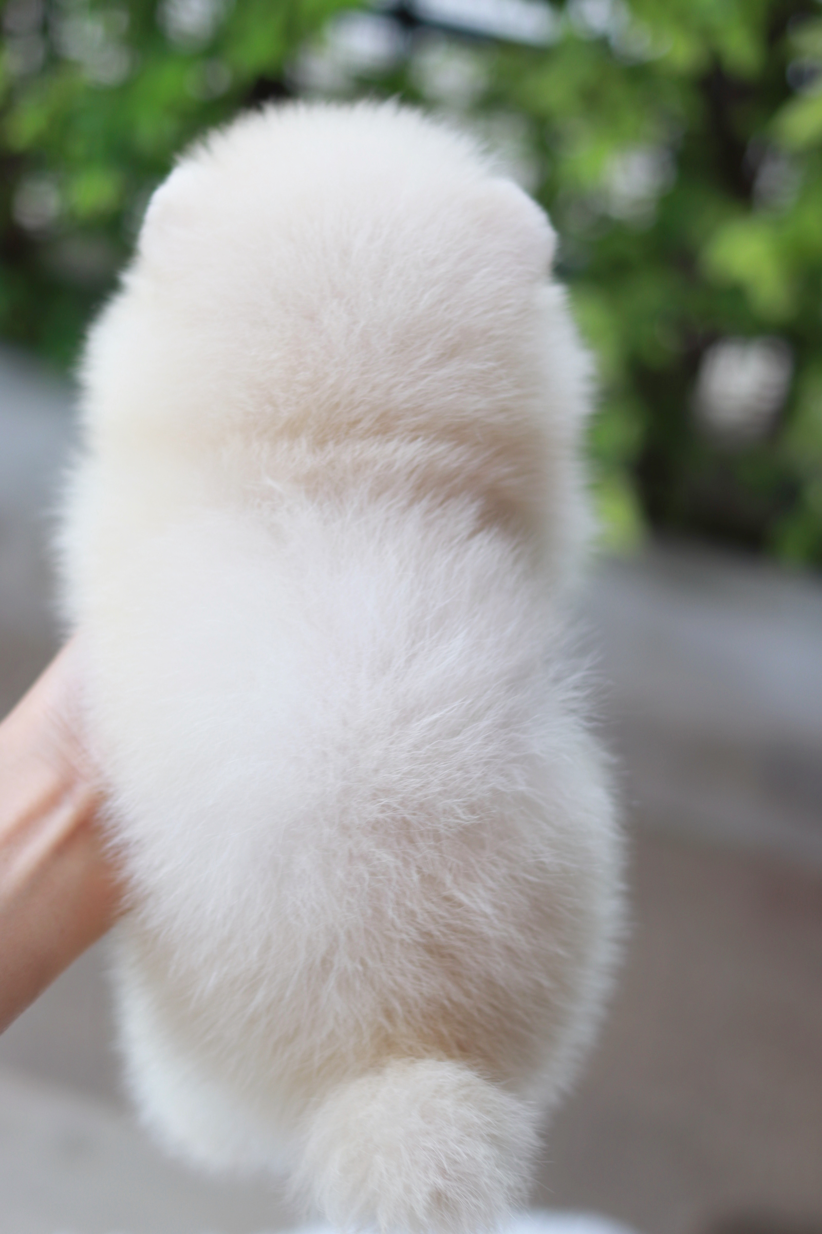 ปอมเมอเรเนียน เพศผู้ ขาวครีม