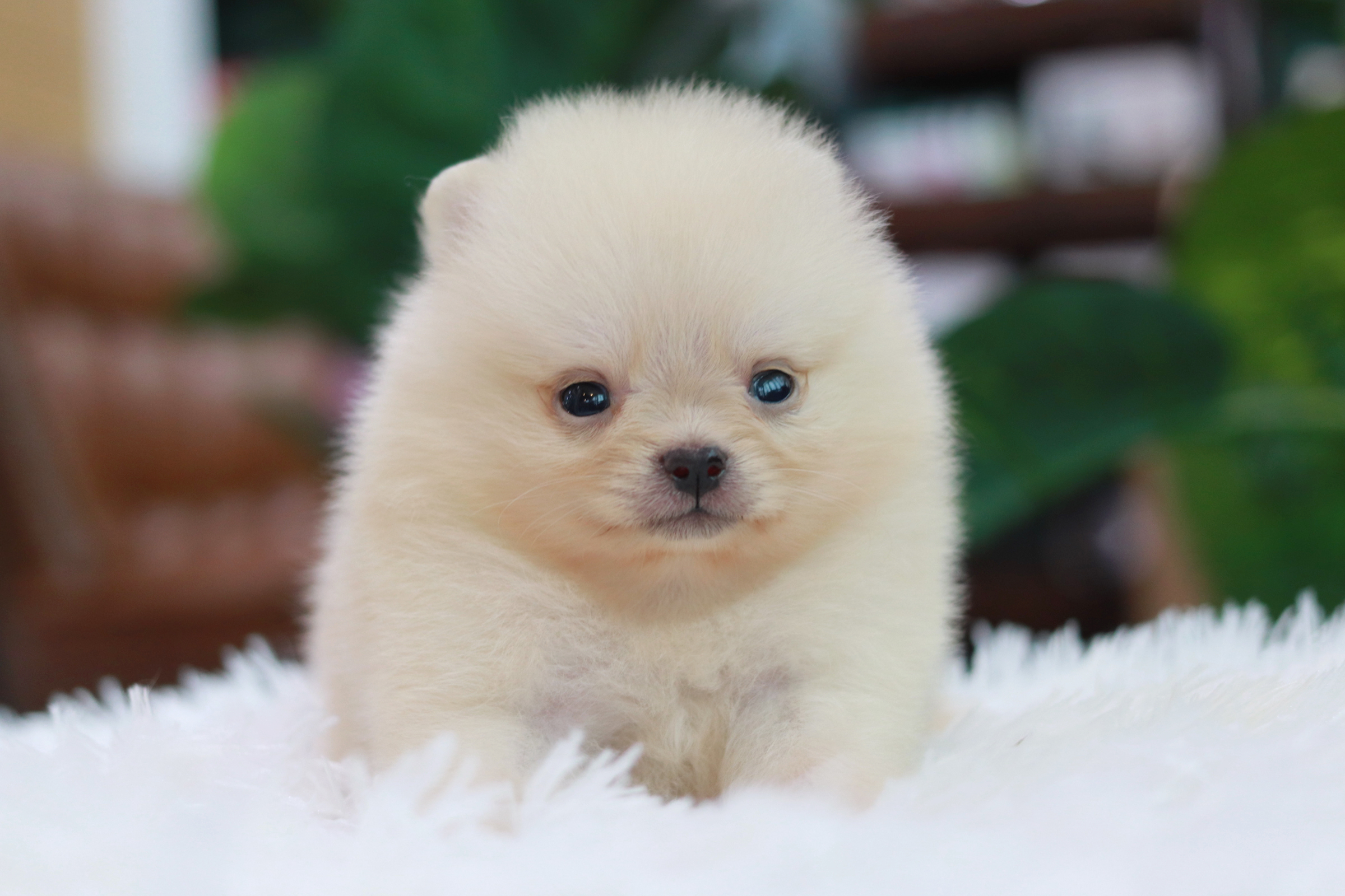 ปอมเมอเรเนียน เพศผู้ทีคัพ สีครีม