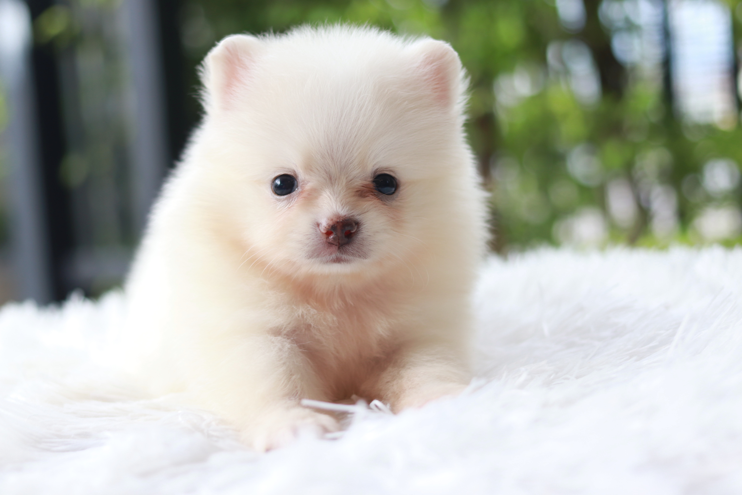 ปอมเมอเรเนียน เพศเมีย ขาวครีม หน้าฟ็อก