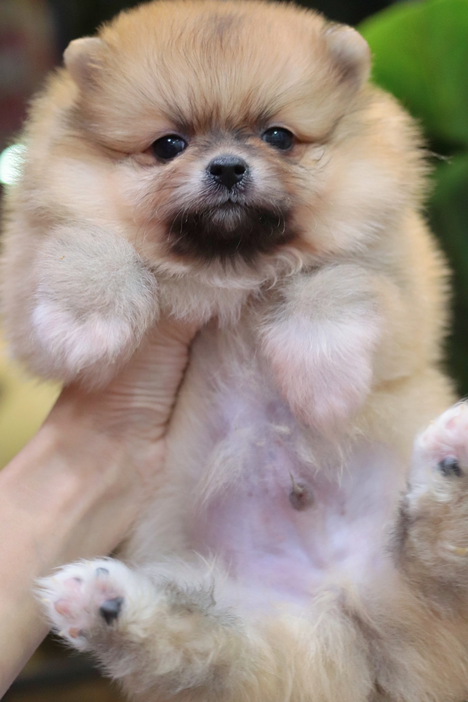 ปอมเมอเรเนียน เพศผู้สีส้ม