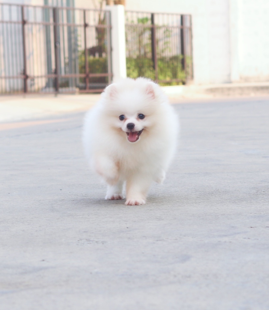 ปอมเมอเรเนียน เพศเมียสีขาวครีม