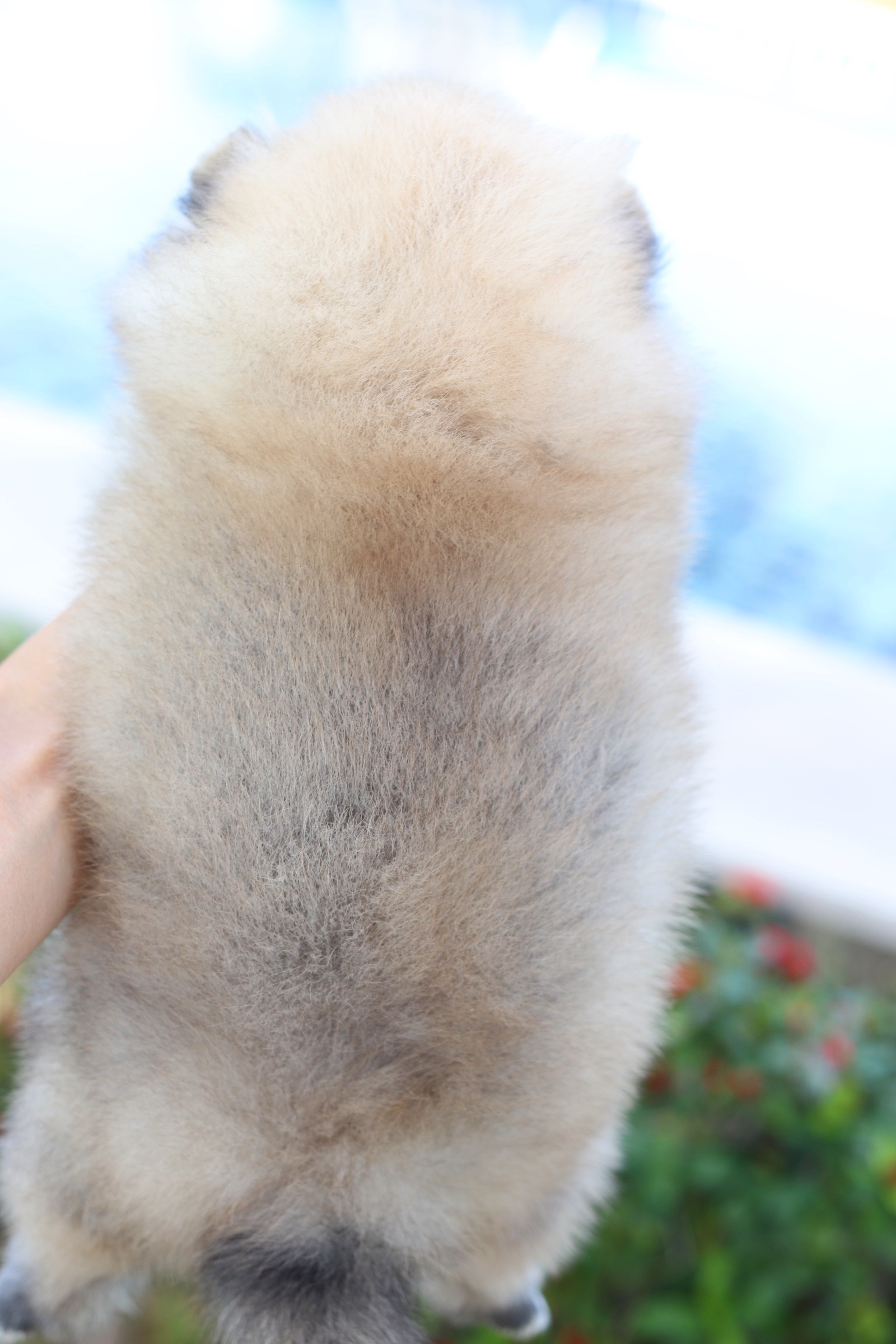 ปอมเมอเรเนียน เพศเมียสีส้ม